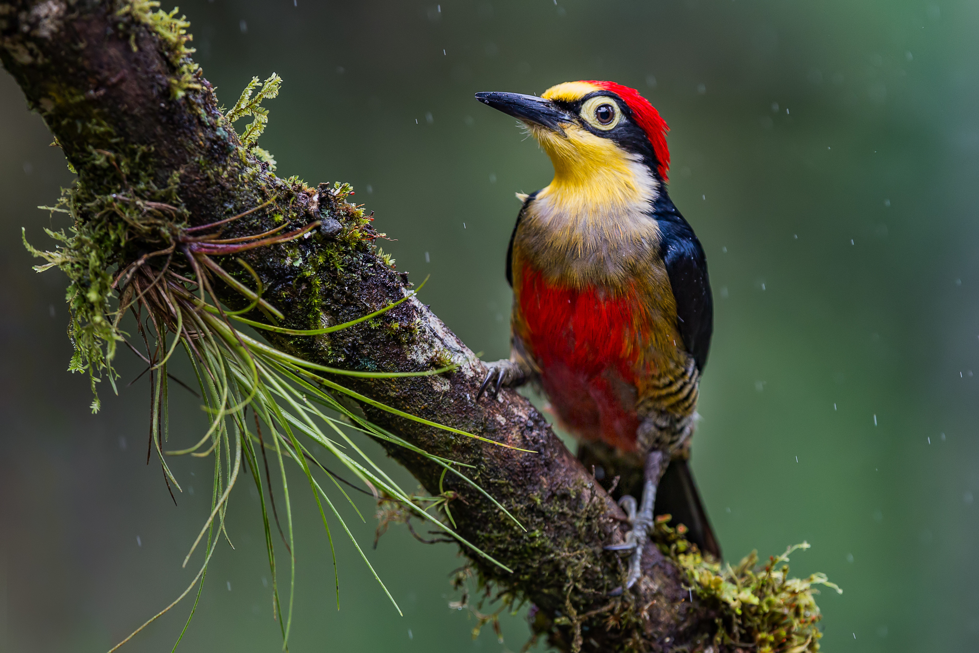 Free download wallpaper Birds, Bird, Animal, Woodpecker on your PC desktop