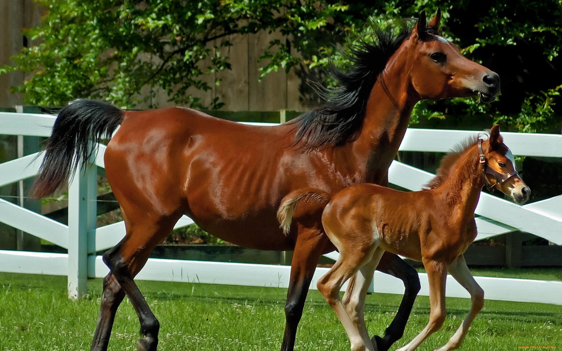 Descarga gratuita de fondo de pantalla para móvil de Animales, Caballo.