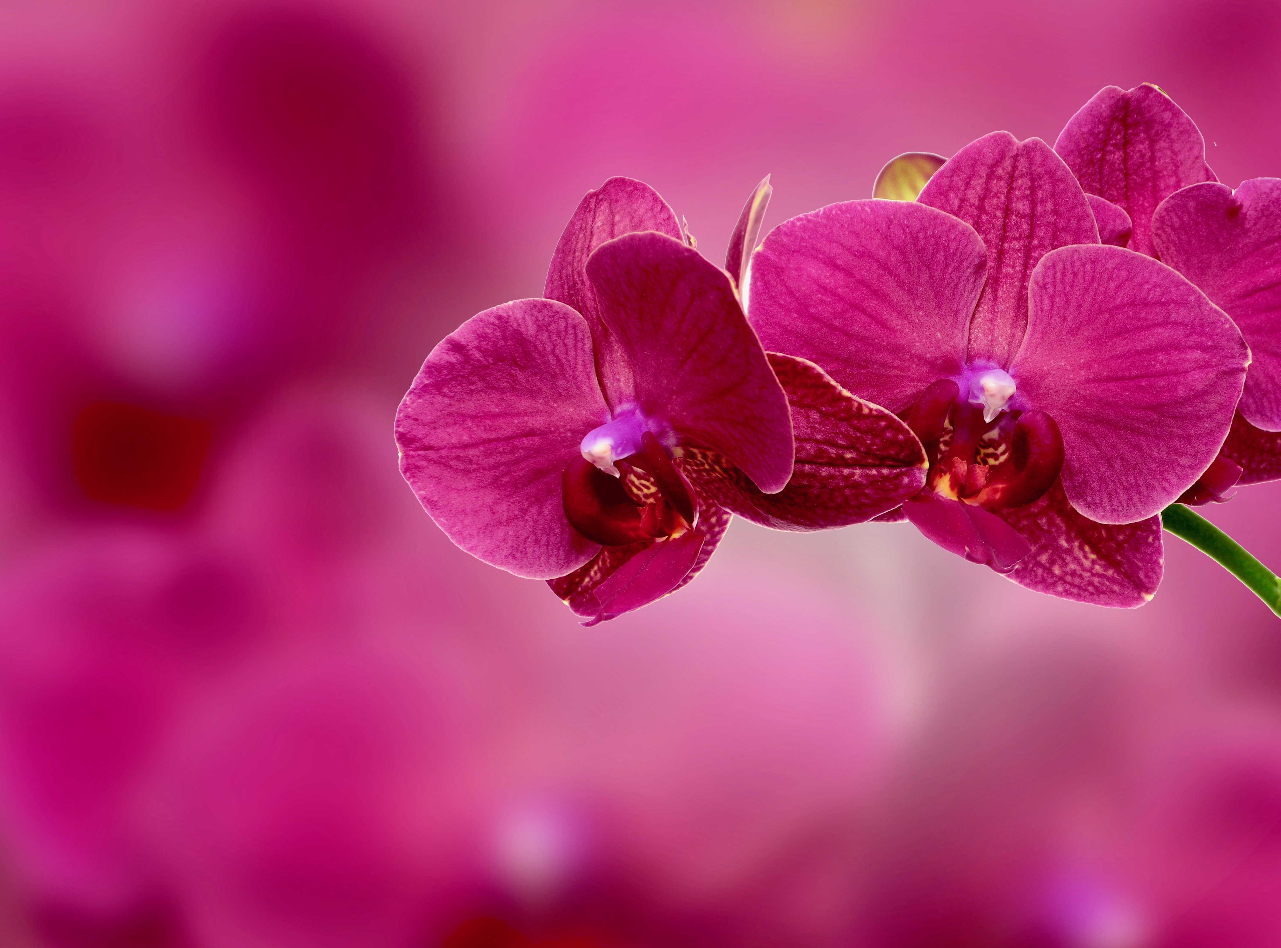154647 baixar papel de parede flor, rosa, flores, pétalas, cor de rosa, orquídea - protetores de tela e imagens gratuitamente