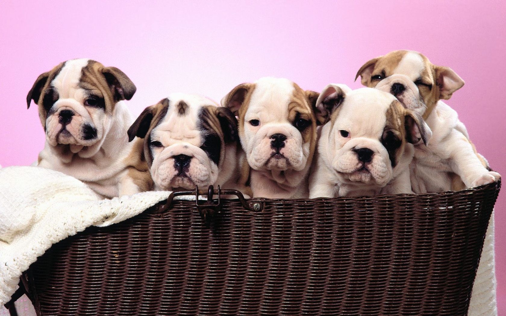 Download mobile wallpaper Dogs, Animal, Puppy for free.