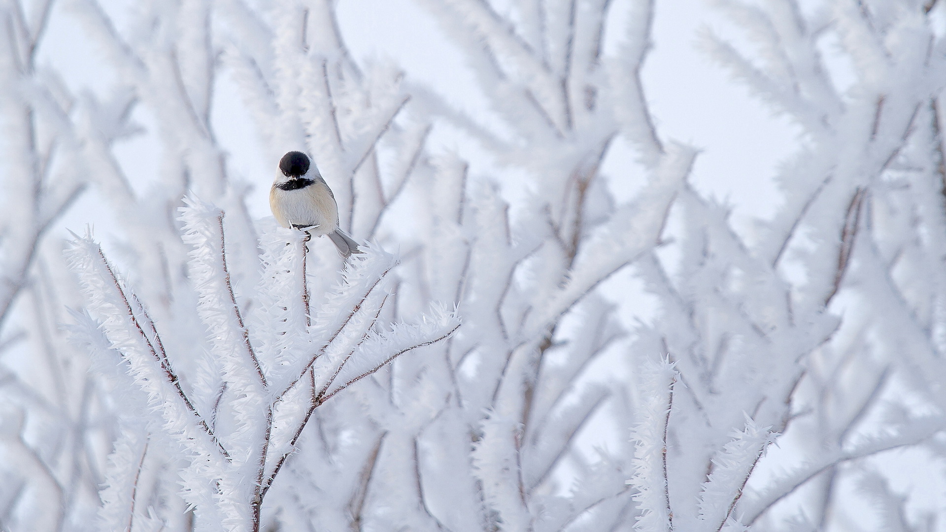 Free download wallpaper Winter, Birds, Bird, Animal, Frozen on your PC desktop