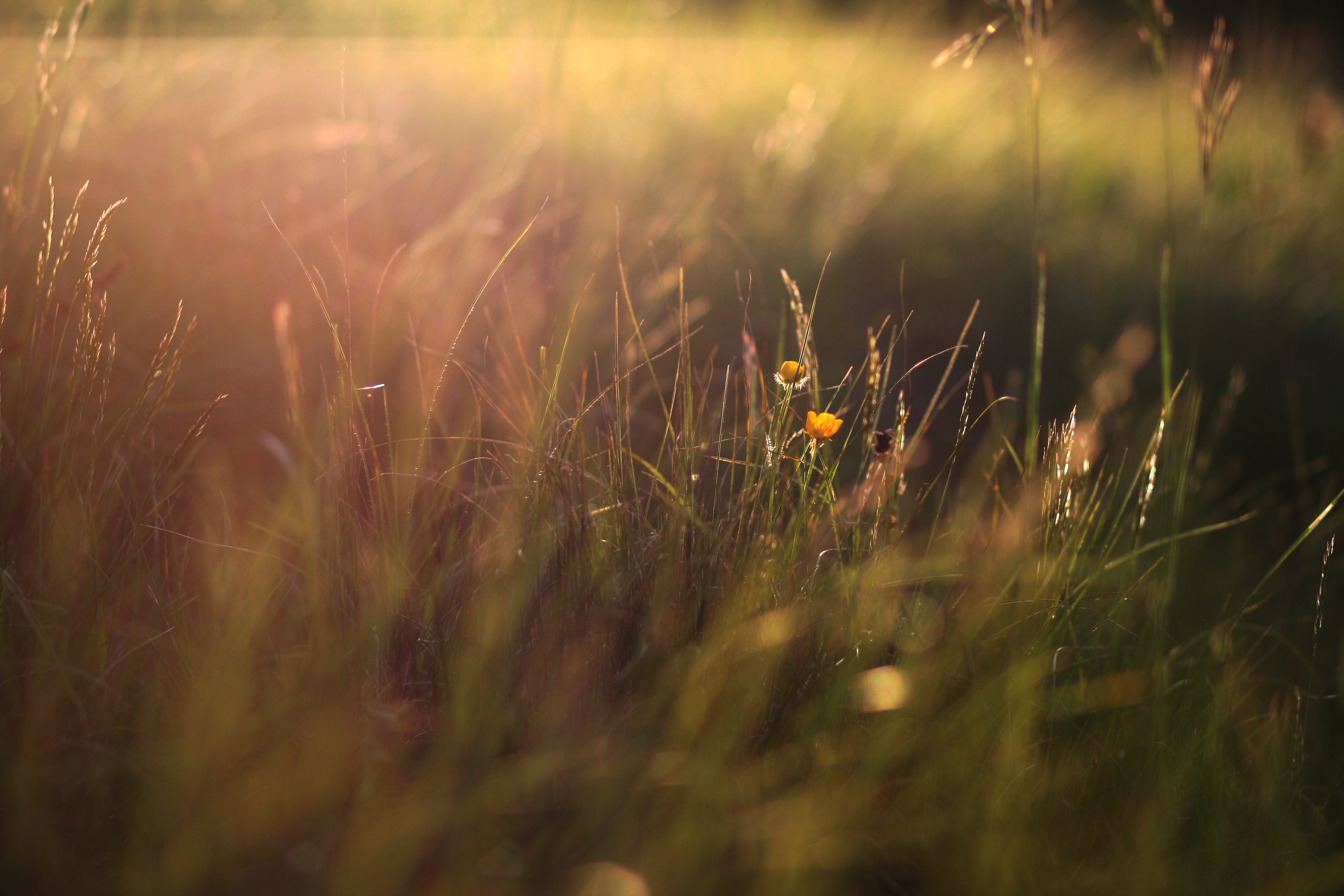 Descarga gratuita de fondo de pantalla para móvil de Flores, Flor, Tierra/naturaleza.