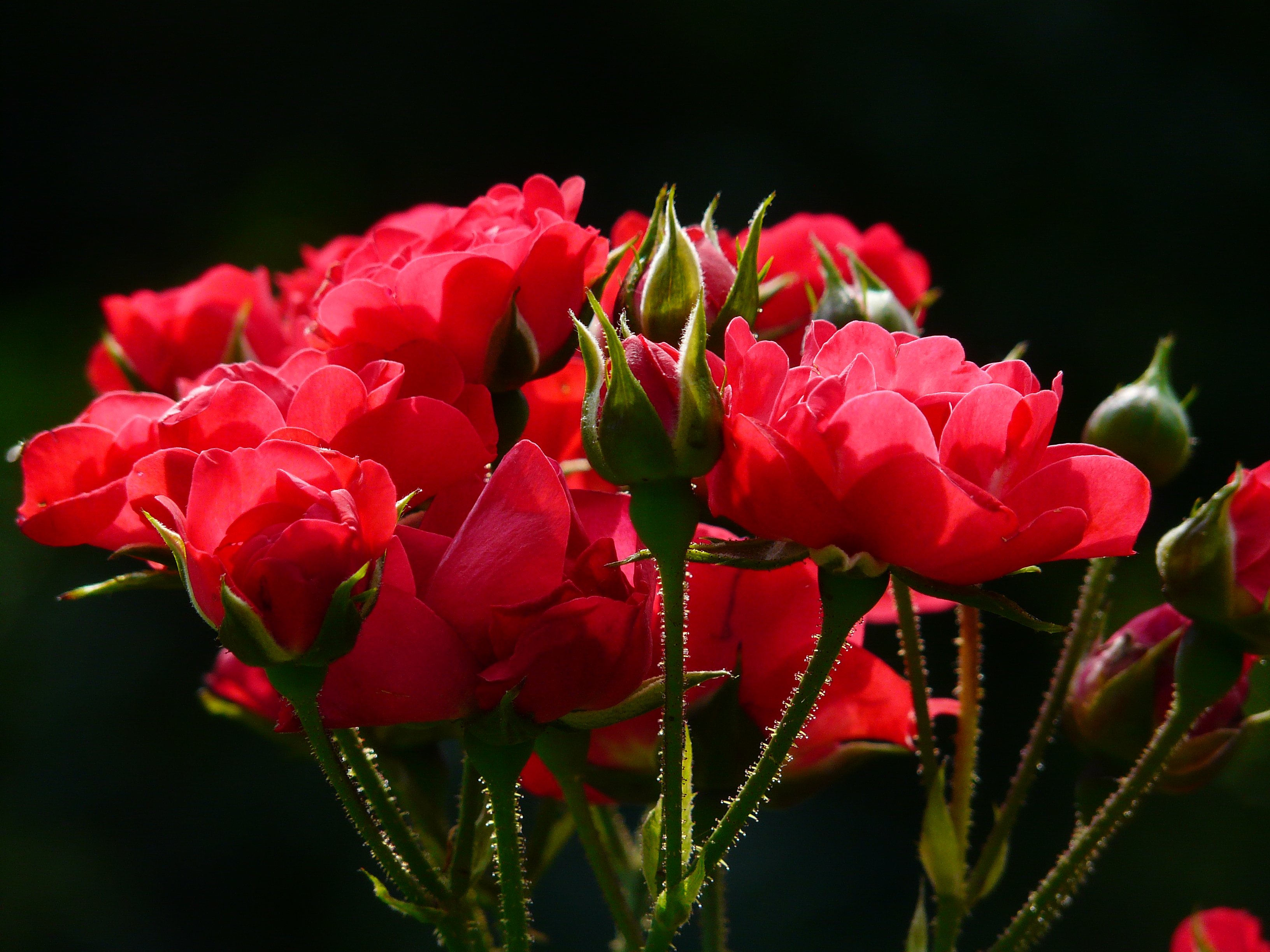 Baixar papel de parede para celular de Natureza, Flores, Rosa, Flor, Rosa Vermelha, Broto, Terra/natureza gratuito.