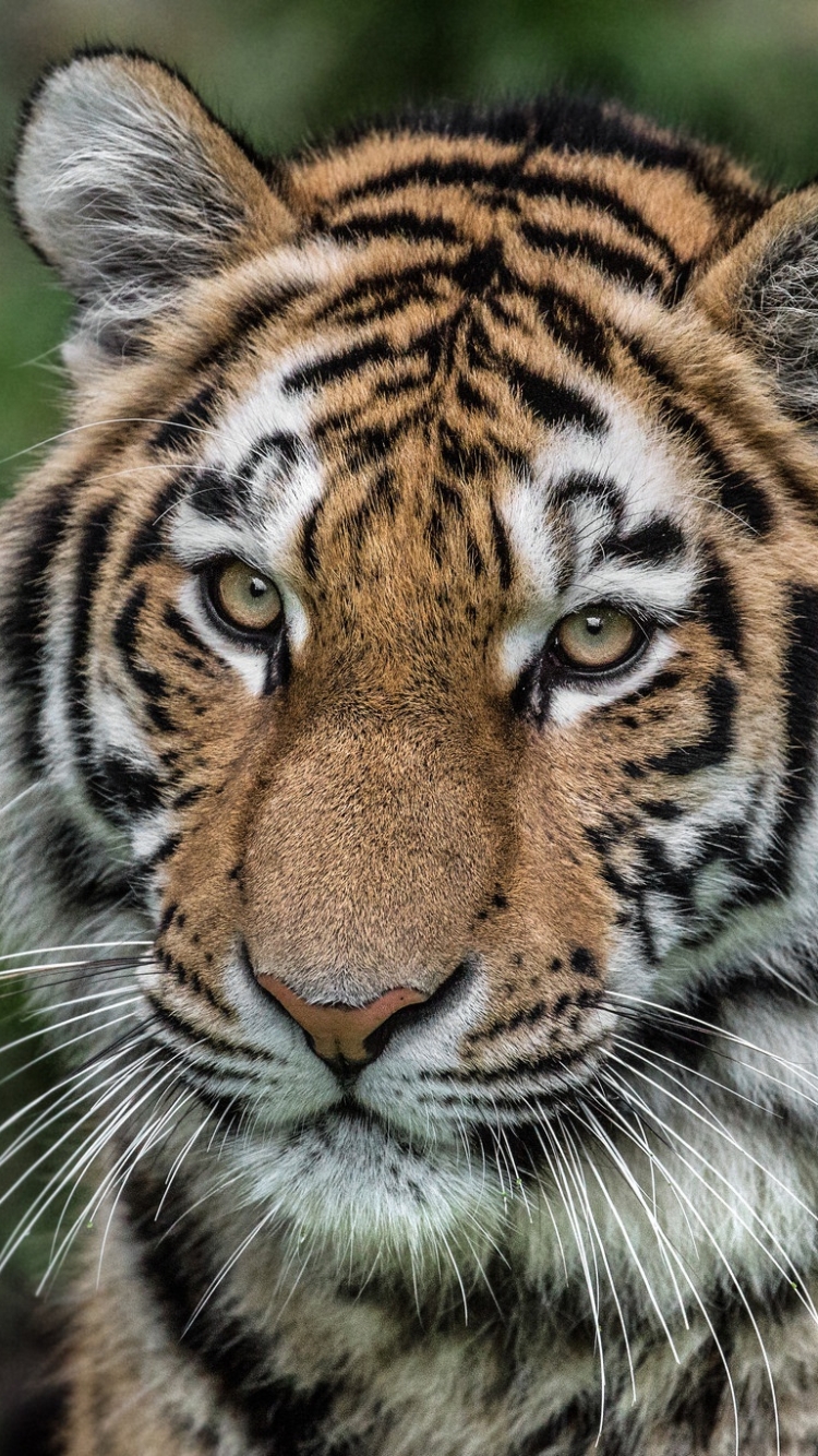 Baixar papel de parede para celular de Animais, Gatos, Tigre gratuito.