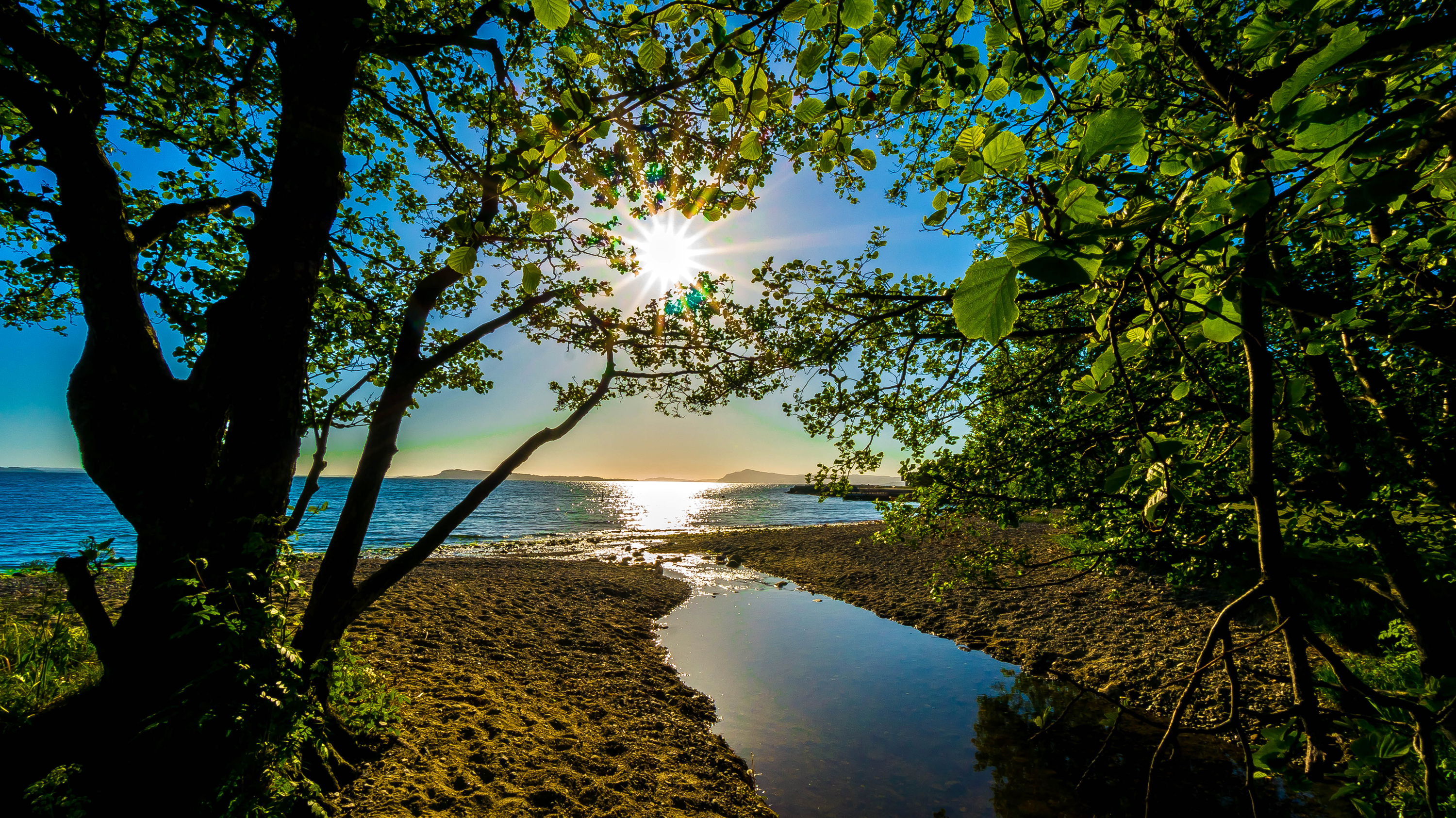 trees, nature, shore, shine, light, sea, sand, bank