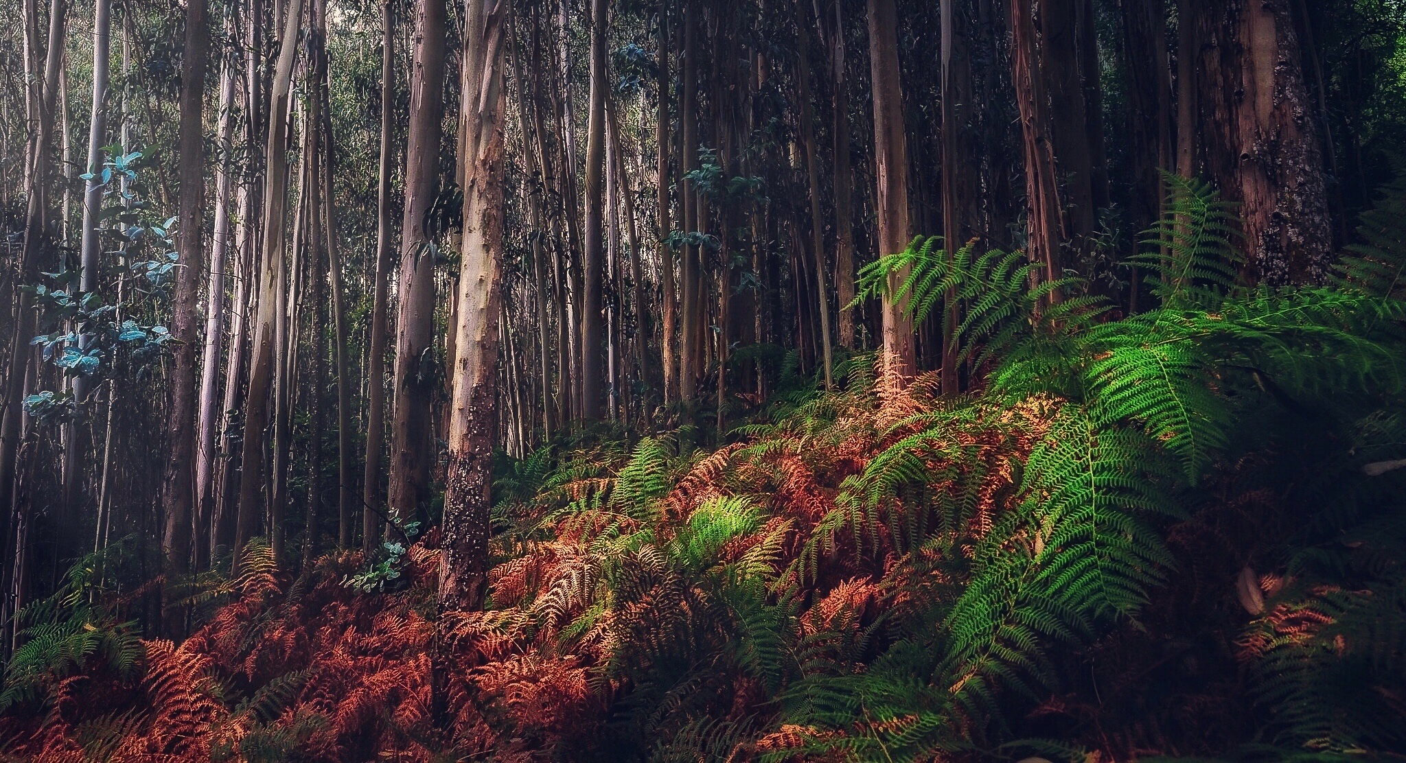 Baixe gratuitamente a imagem Samambaia, Floresta, Terra/natureza na área de trabalho do seu PC