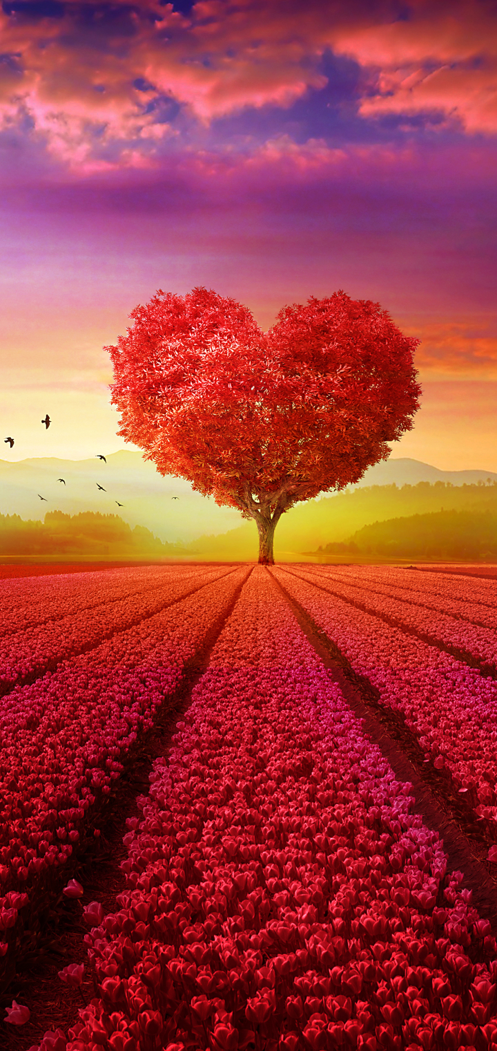 Download mobile wallpaper Sunset, Flower, Tree, Field, Artistic, Heart Shaped for free.