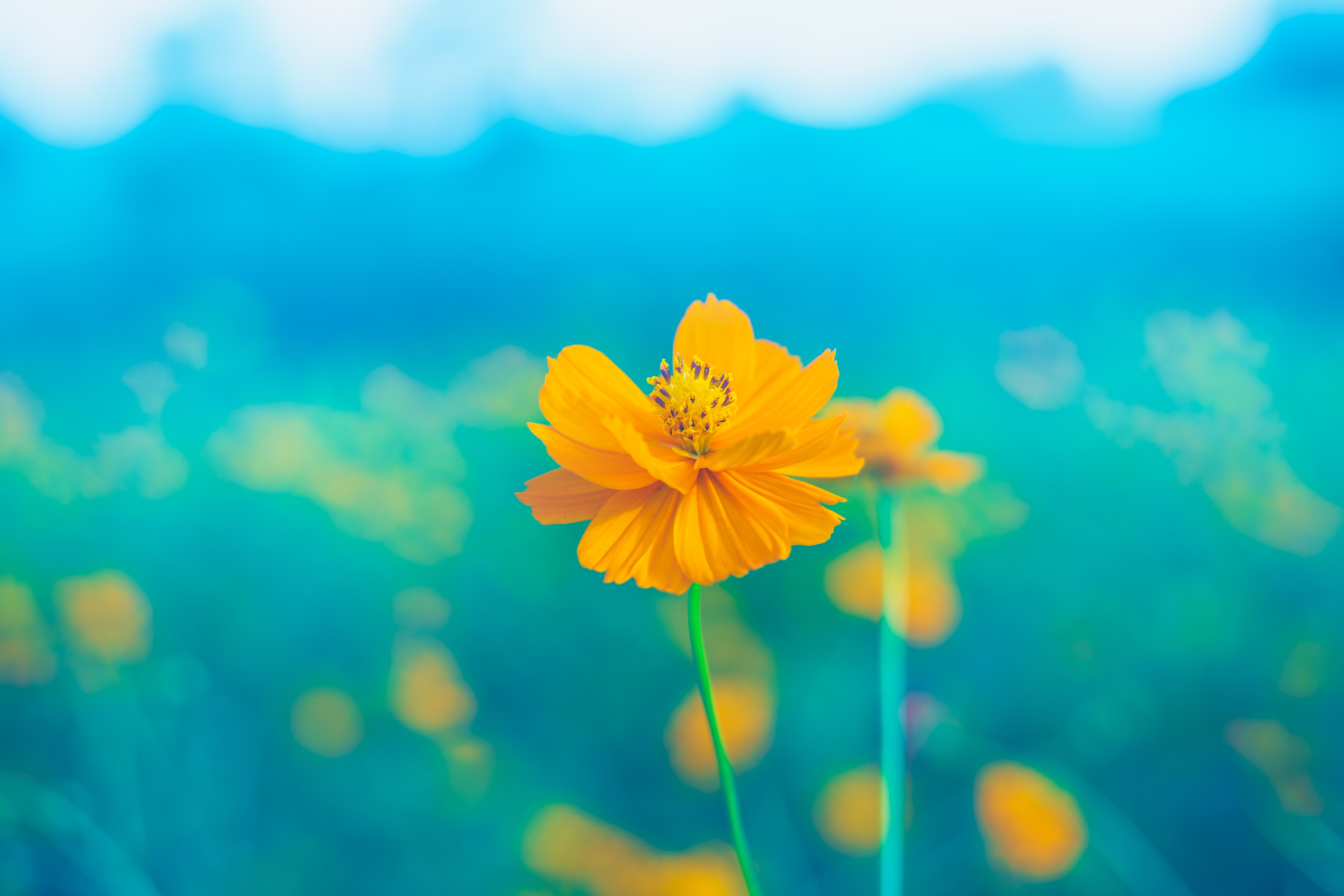 Download mobile wallpaper Nature, Flowers, Flower, Close Up, Earth, Yellow Flower for free.