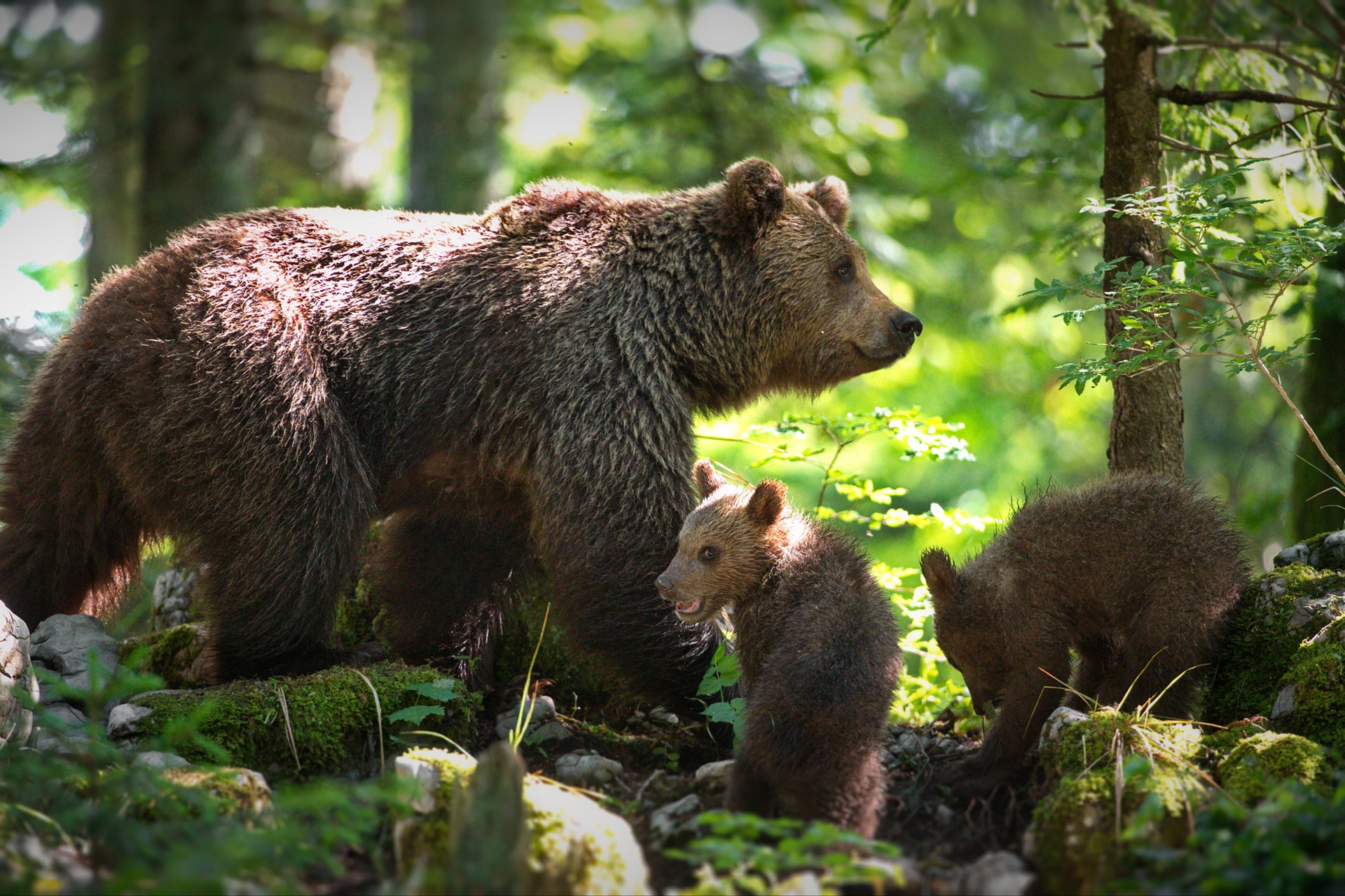 Скачать обои бесплатно Животные, Медведи, Медведь, Детеныш, Детеныш Животного картинка на рабочий стол ПК