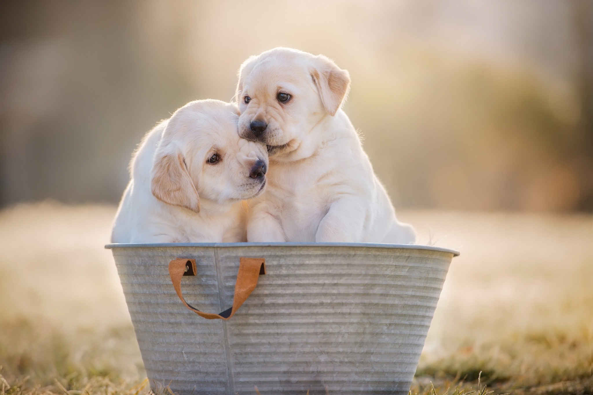 Download mobile wallpaper Dogs, Dog, Animal, Puppy, Labrador Retriever, Baby Animal for free.