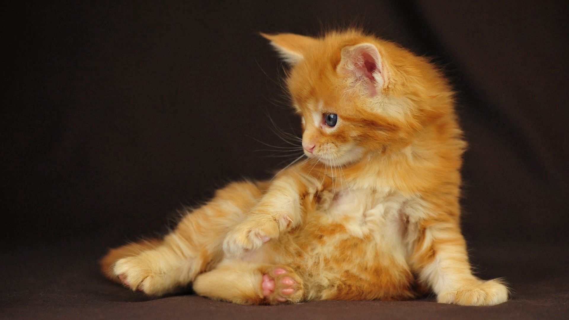 PCデスクトップに可愛らしい猫, ふかふかした, ふわふわ, かわいい猫, 動物, キティ, 子猫画像を無料でダウンロード