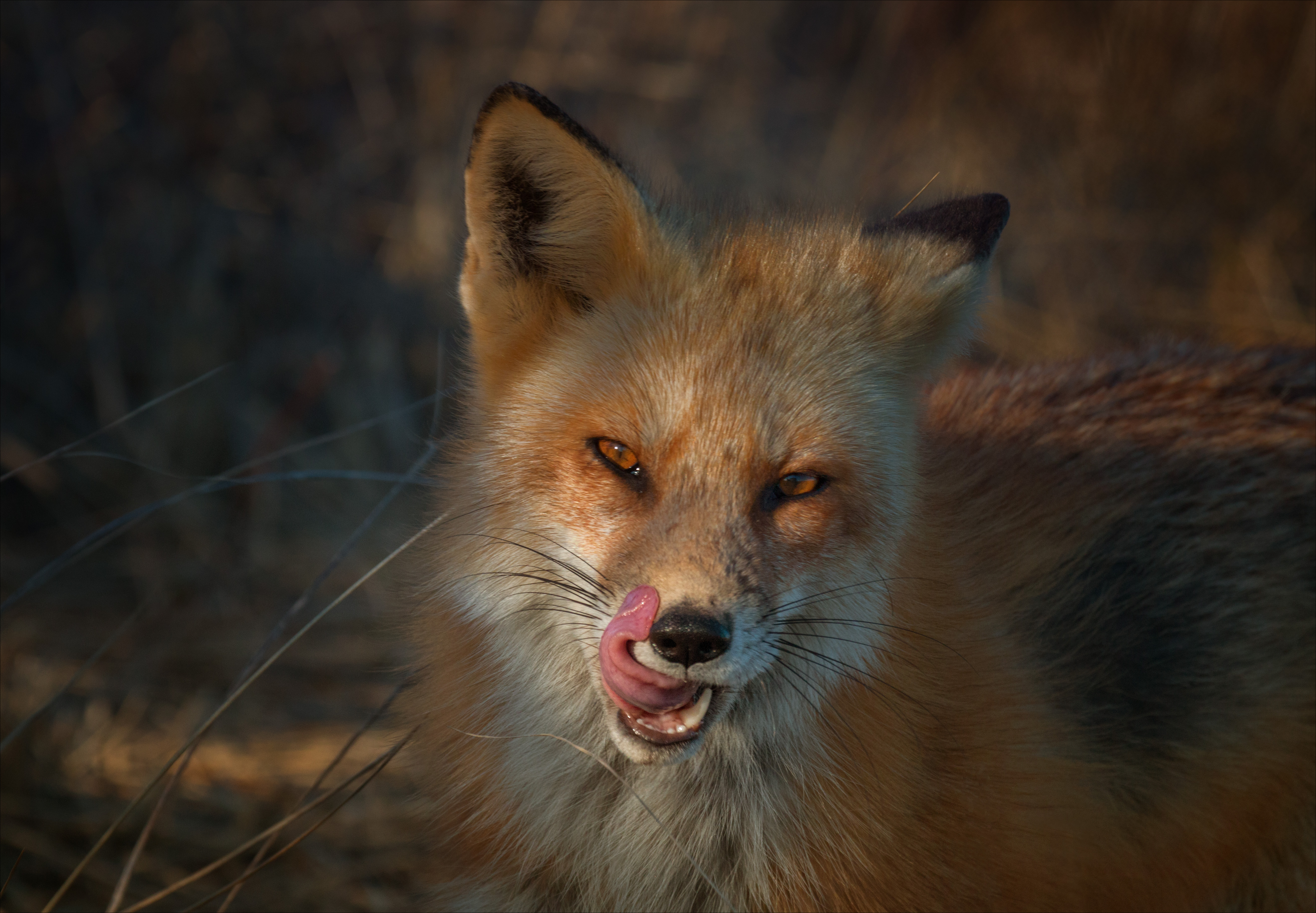 Descarga gratuita de fondo de pantalla para móvil de Animales, Zorro.