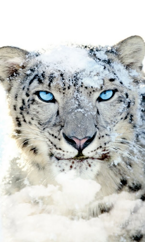 Скачать картинку Животные, Снежный Барс, Кошки в телефон бесплатно.