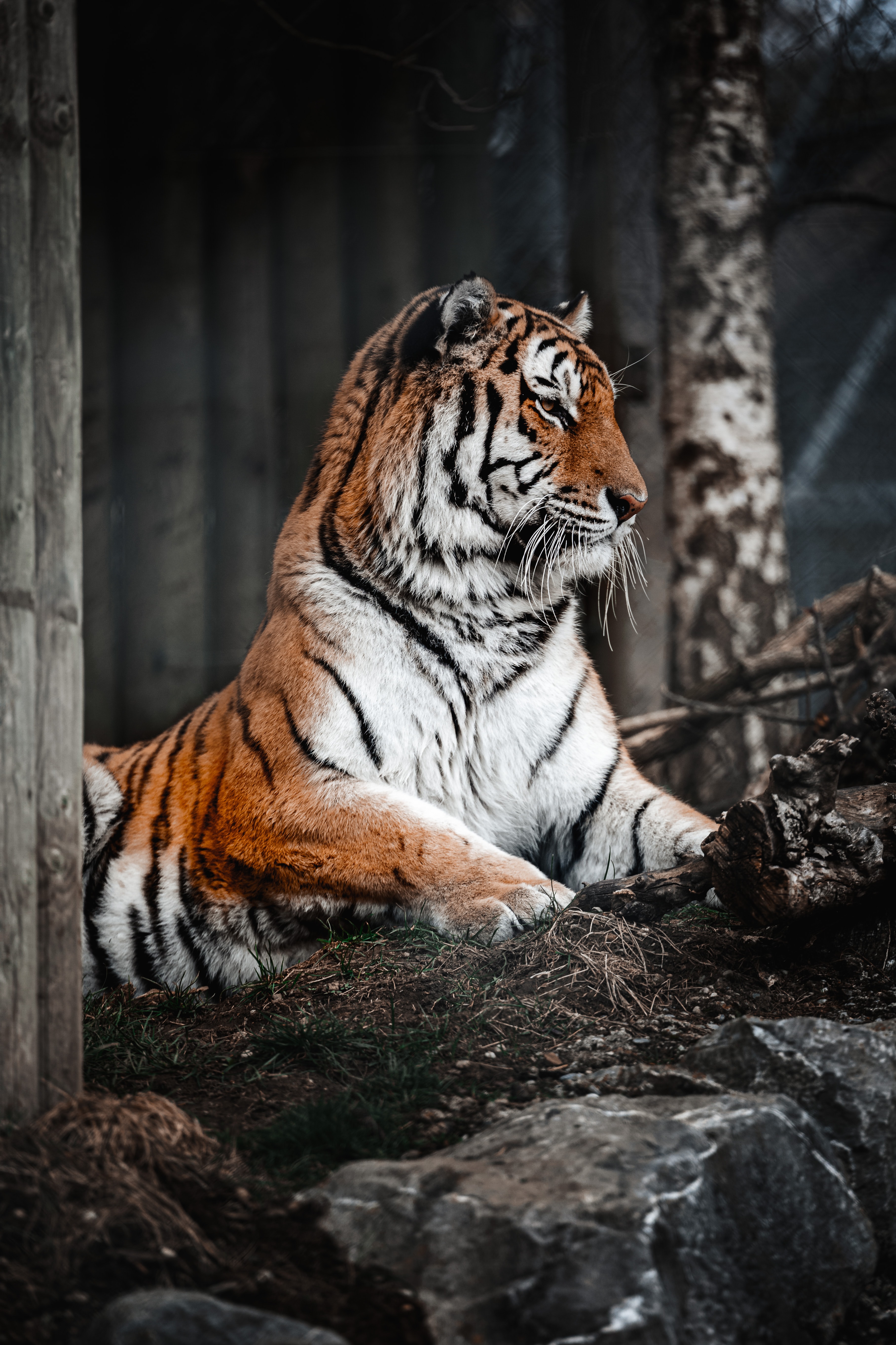 Free download wallpaper Animals, Predator, Sight, Opinion, Wildlife, Tiger, Big Cat on your PC desktop
