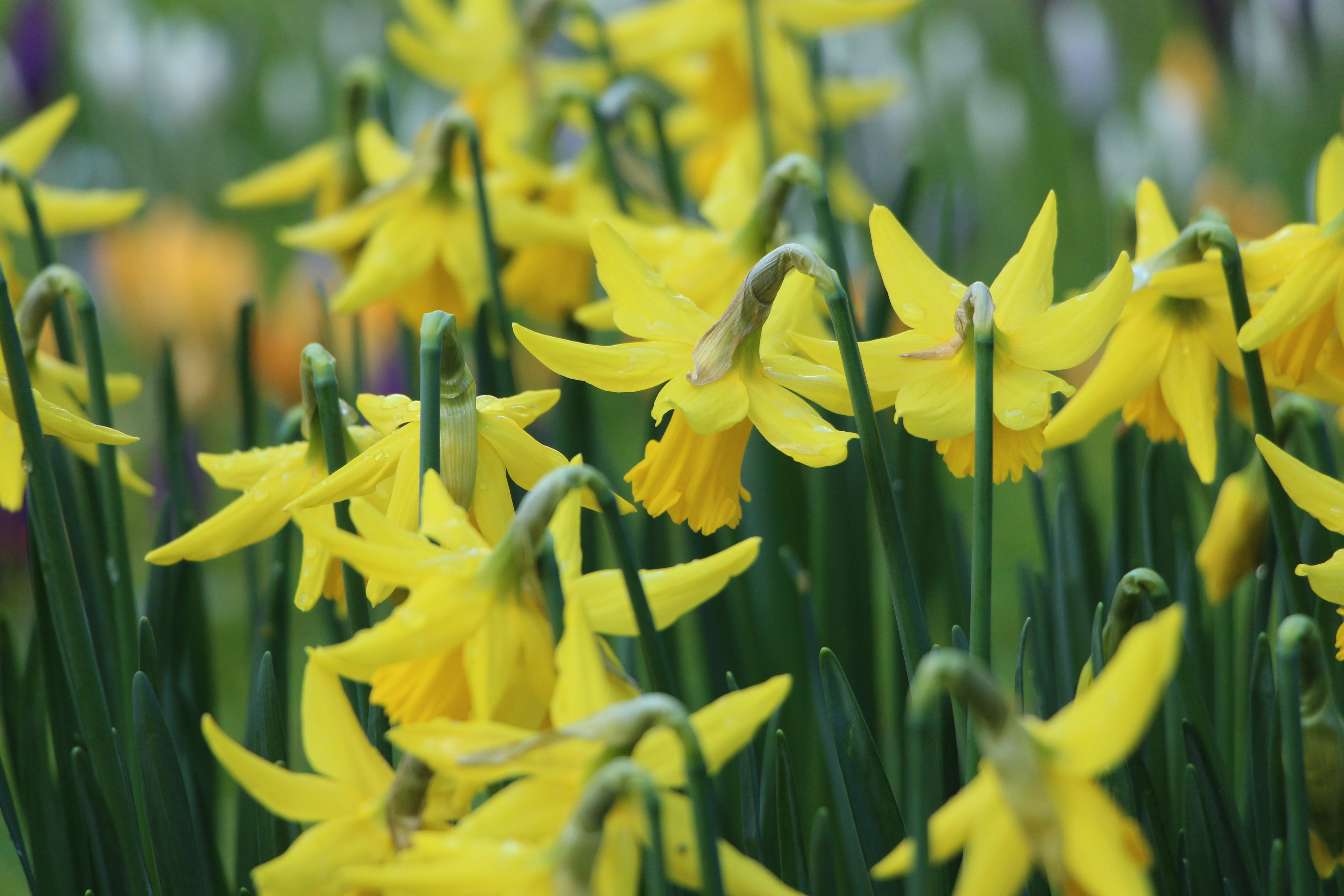 Download mobile wallpaper Nature, Flowers, Flower, Earth, Yellow Flower, Daffodil for free.
