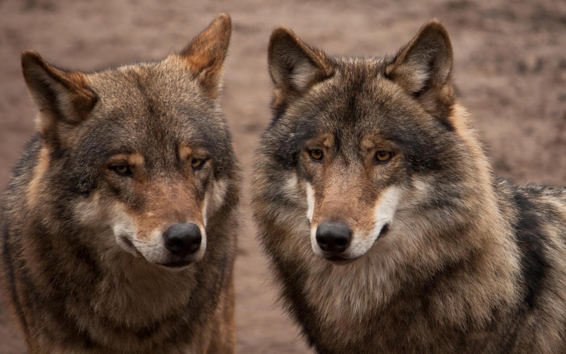 無料モバイル壁紙動物, オオカミ, 閉じる, 狼をダウンロードします。