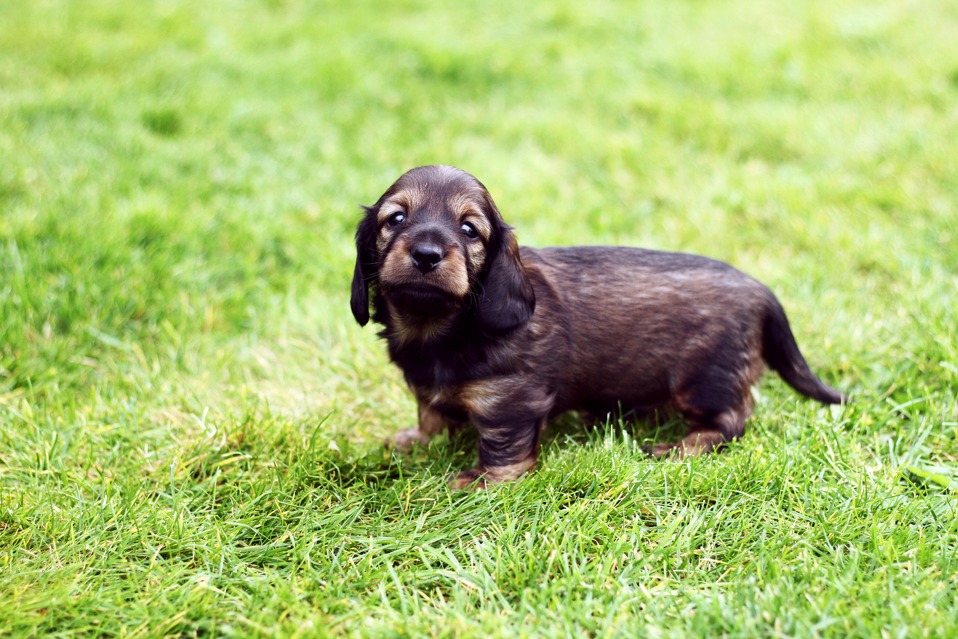wallpapers puppy, grass, animals, dog, muzzle