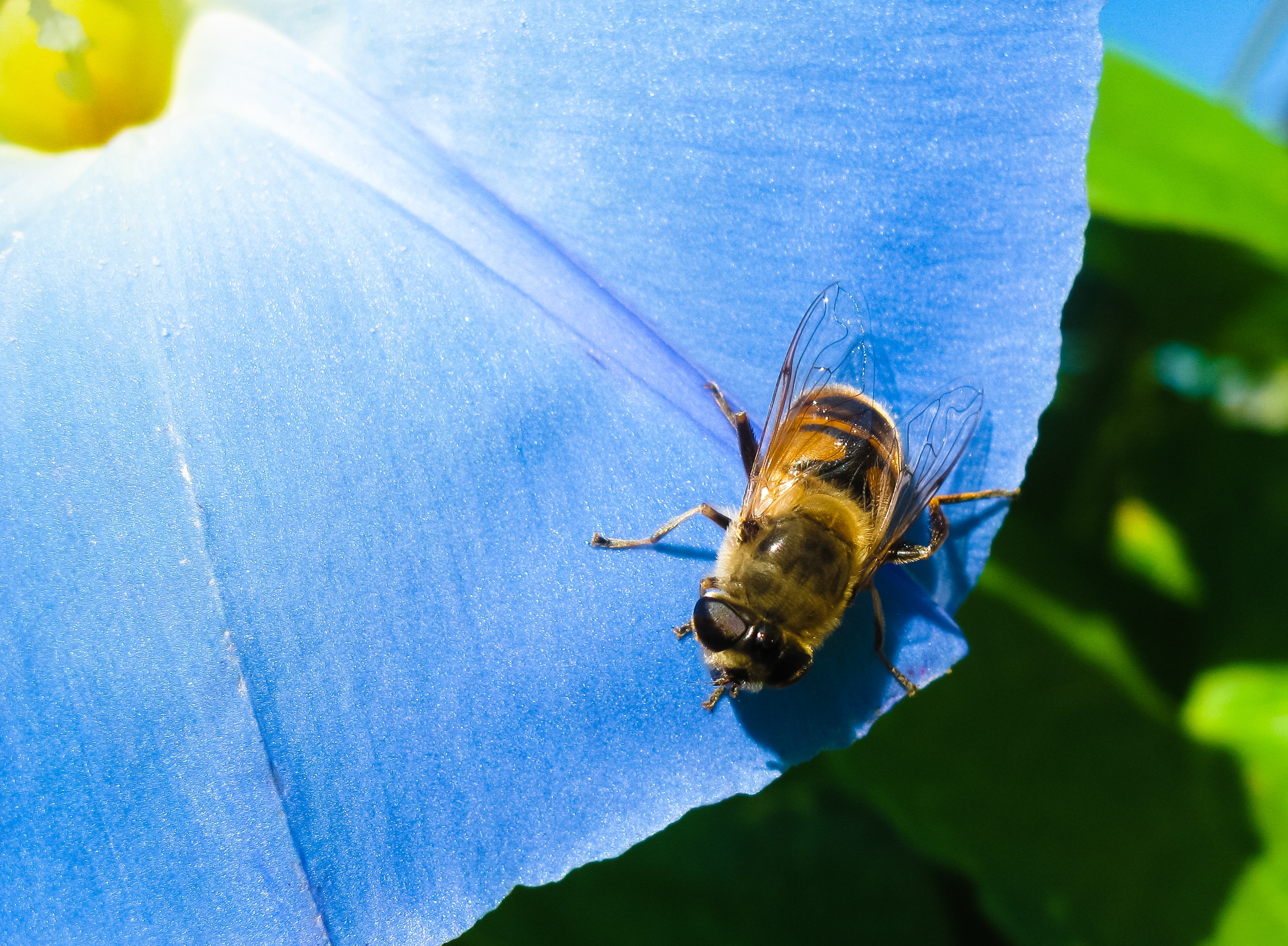143320 baixar papel de parede flor, macro, abelha, glória da manhã, ipme - protetores de tela e imagens gratuitamente