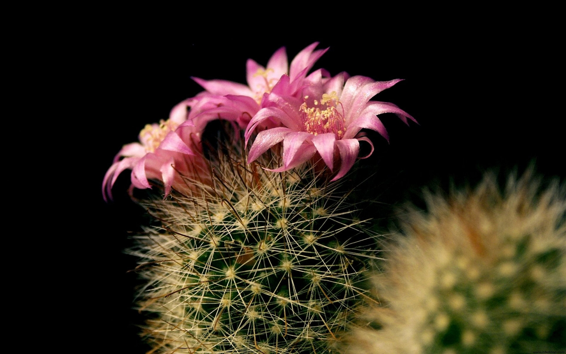 Descarga gratuita de fondo de pantalla para móvil de Cactus, Tierra/naturaleza.