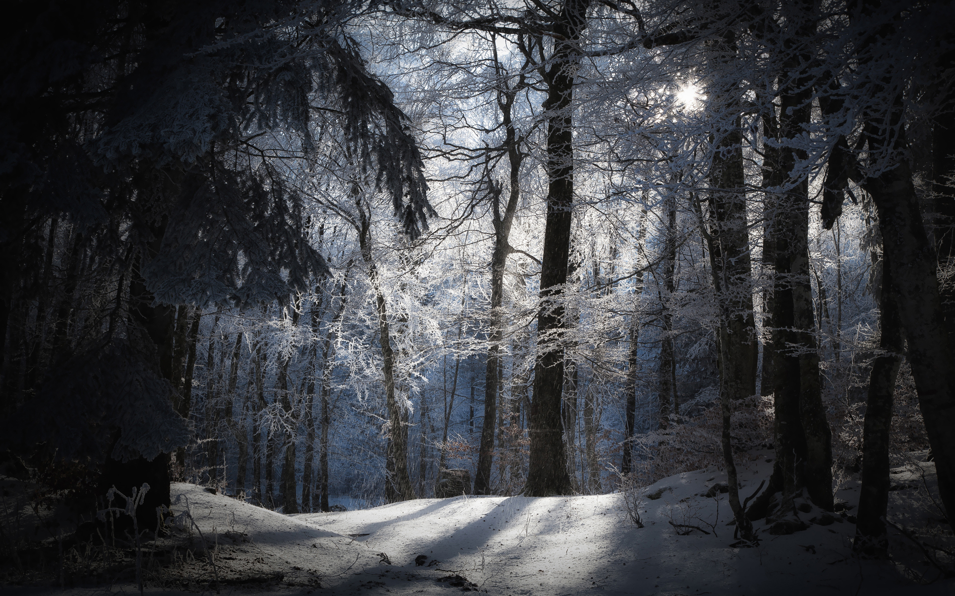 Free download wallpaper Winter, Snow, Forest, Tree, Earth on your PC desktop