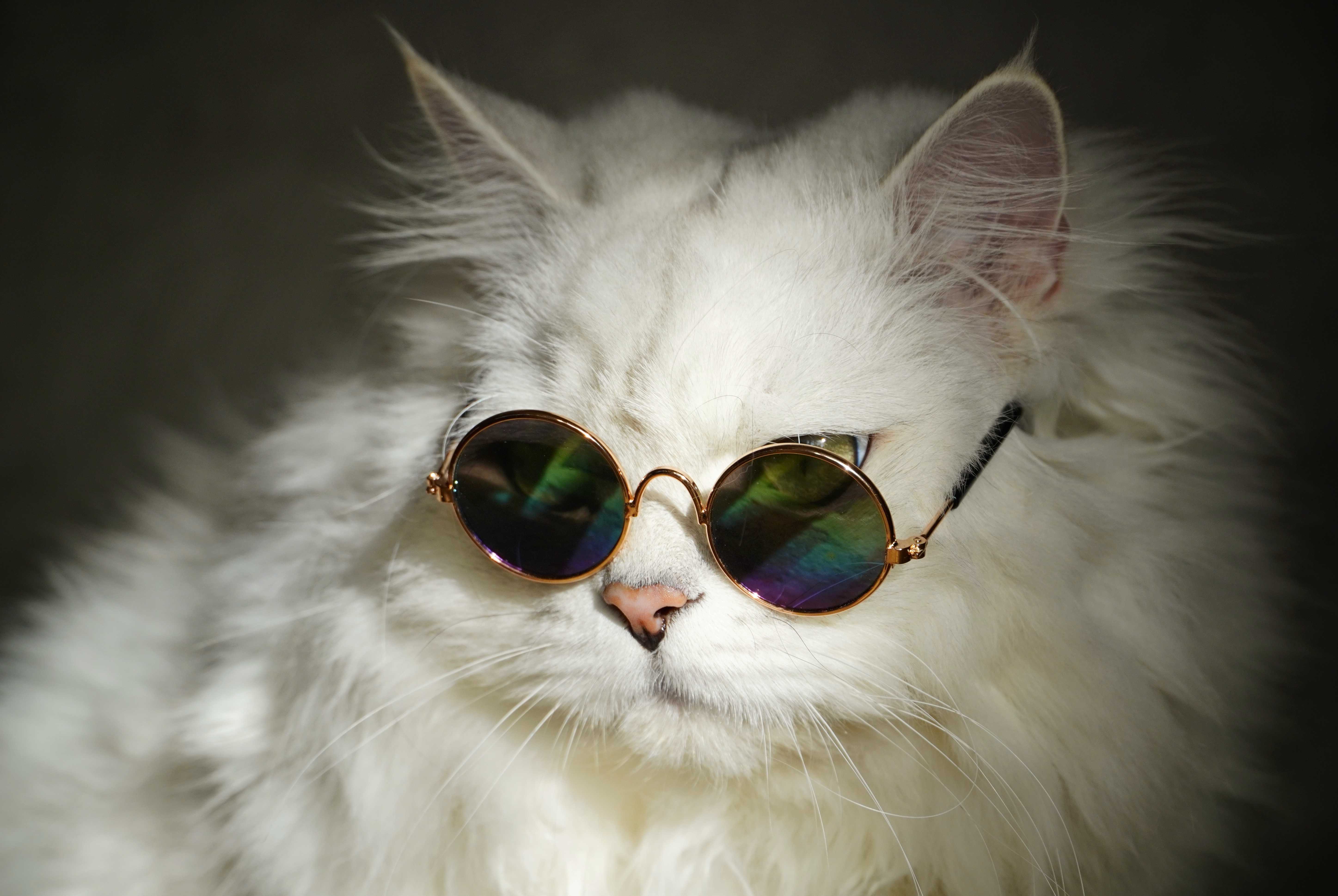 Download mobile wallpaper Cats, Cat, Animal, Sunglasses for free.