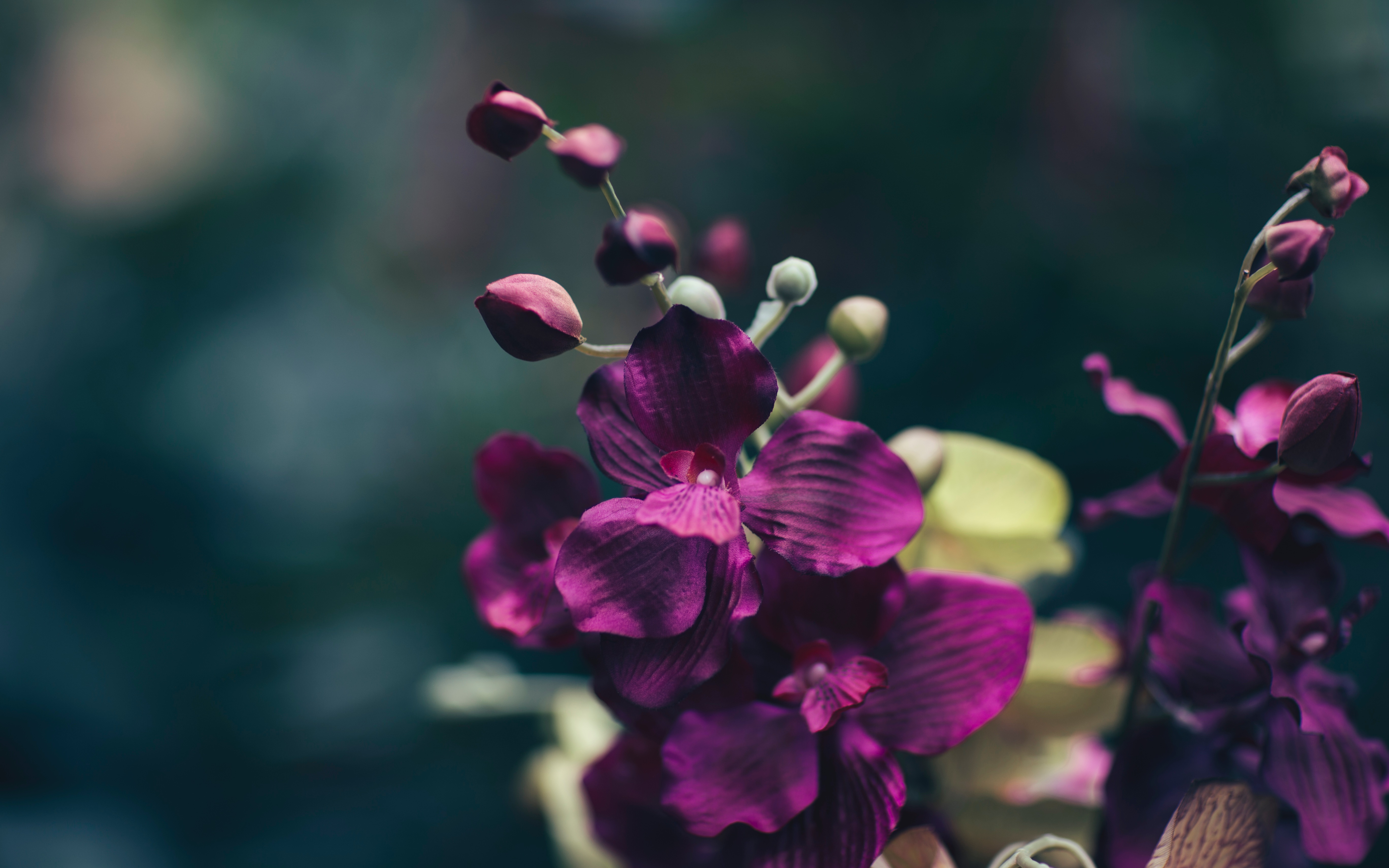 Free download wallpaper Flowers, Violet, Flower, Petals, Purple on your PC desktop
