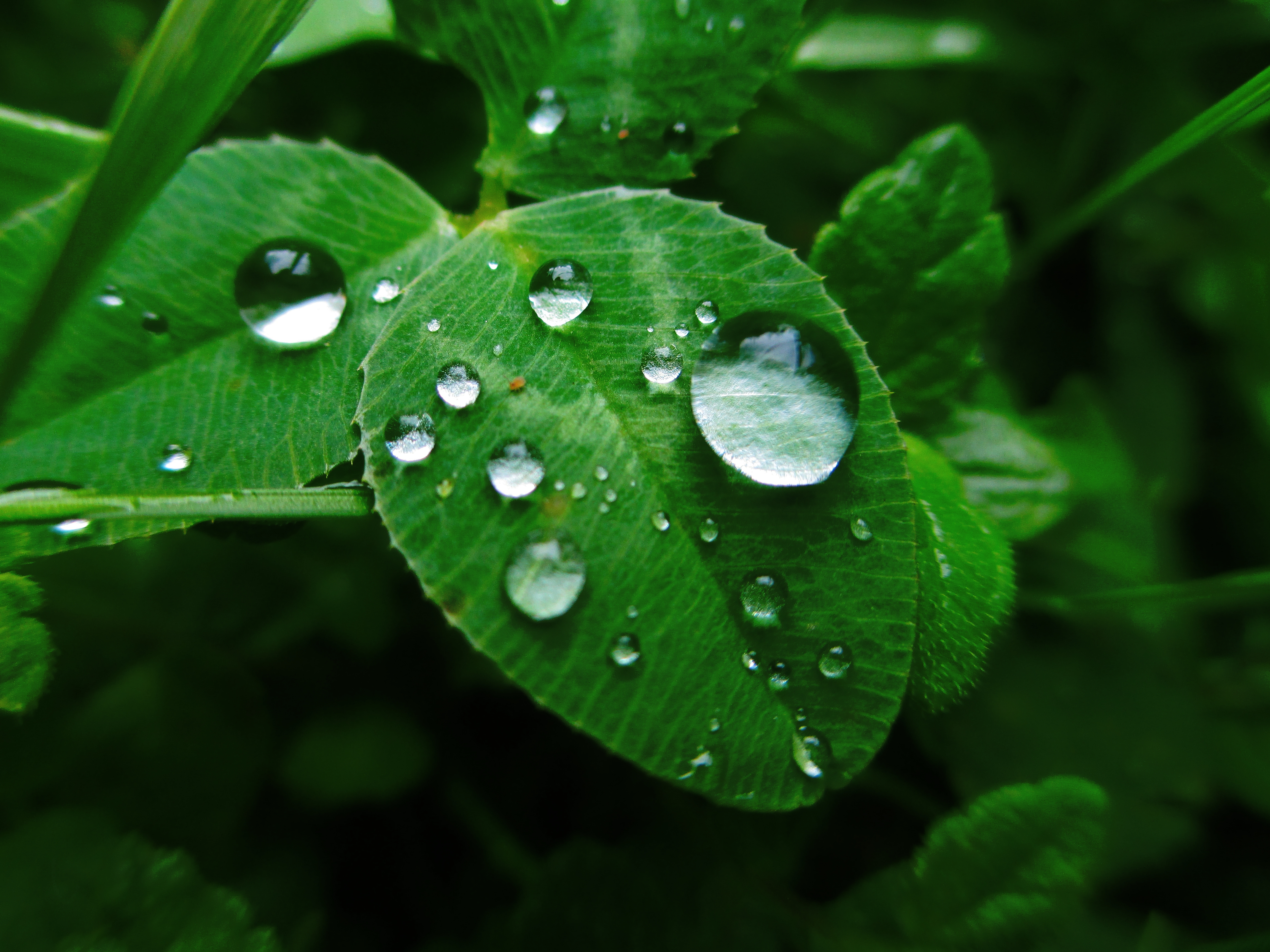 dew, grass, macro, leaves Smartphone Background