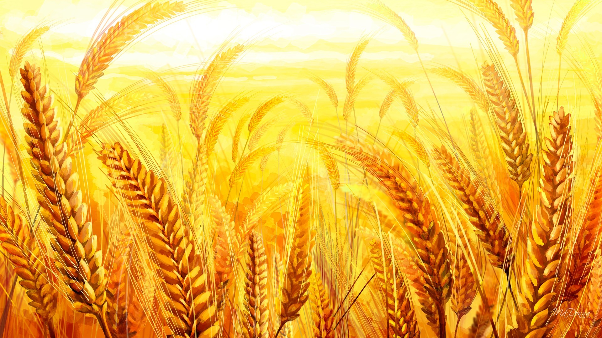 Скачать обои бесплатно Пшеница, Поле, Земля/природа картинка на рабочий стол ПК