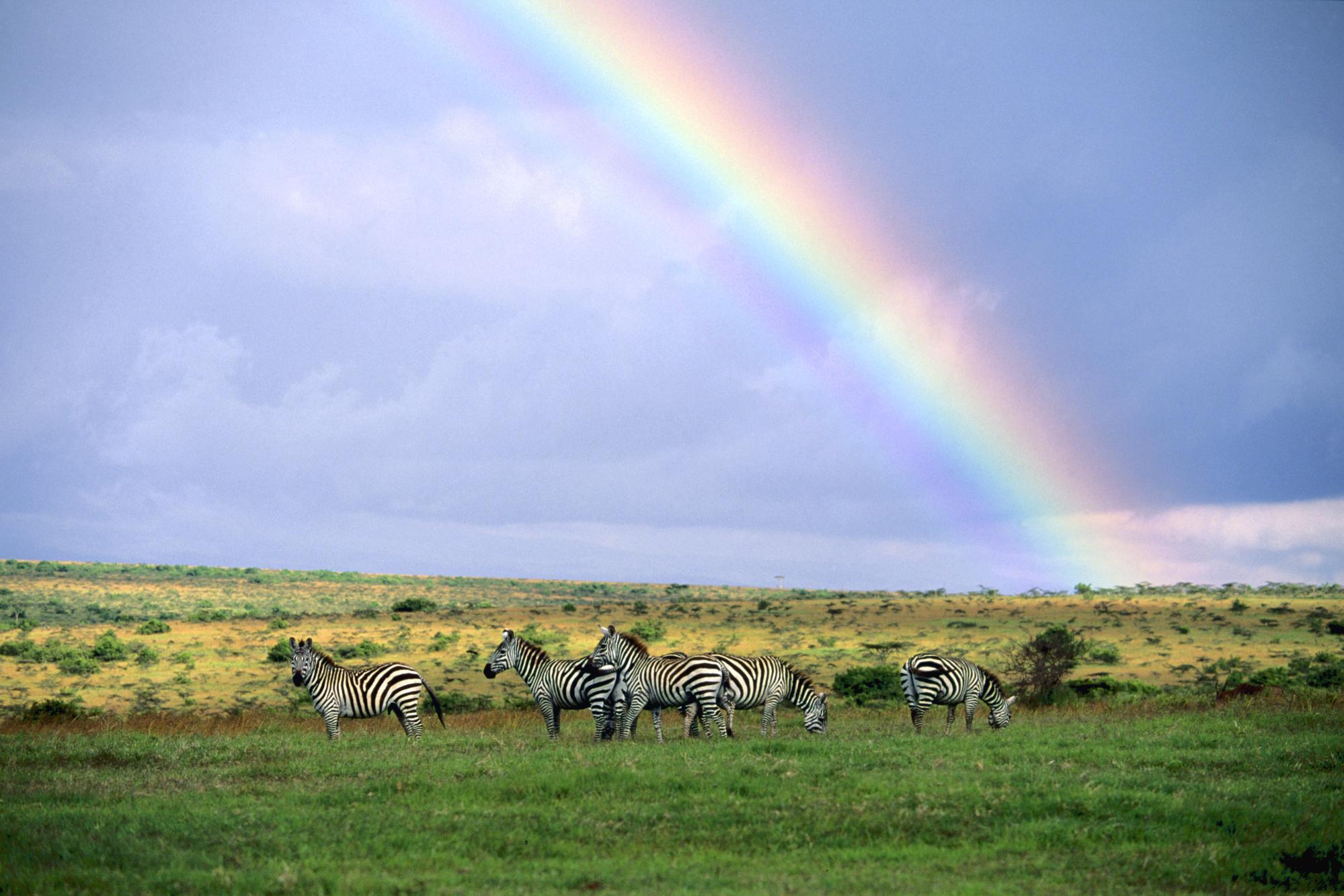 Handy-Wallpaper Zebra, Tiere, Regenbogen kostenlos herunterladen.