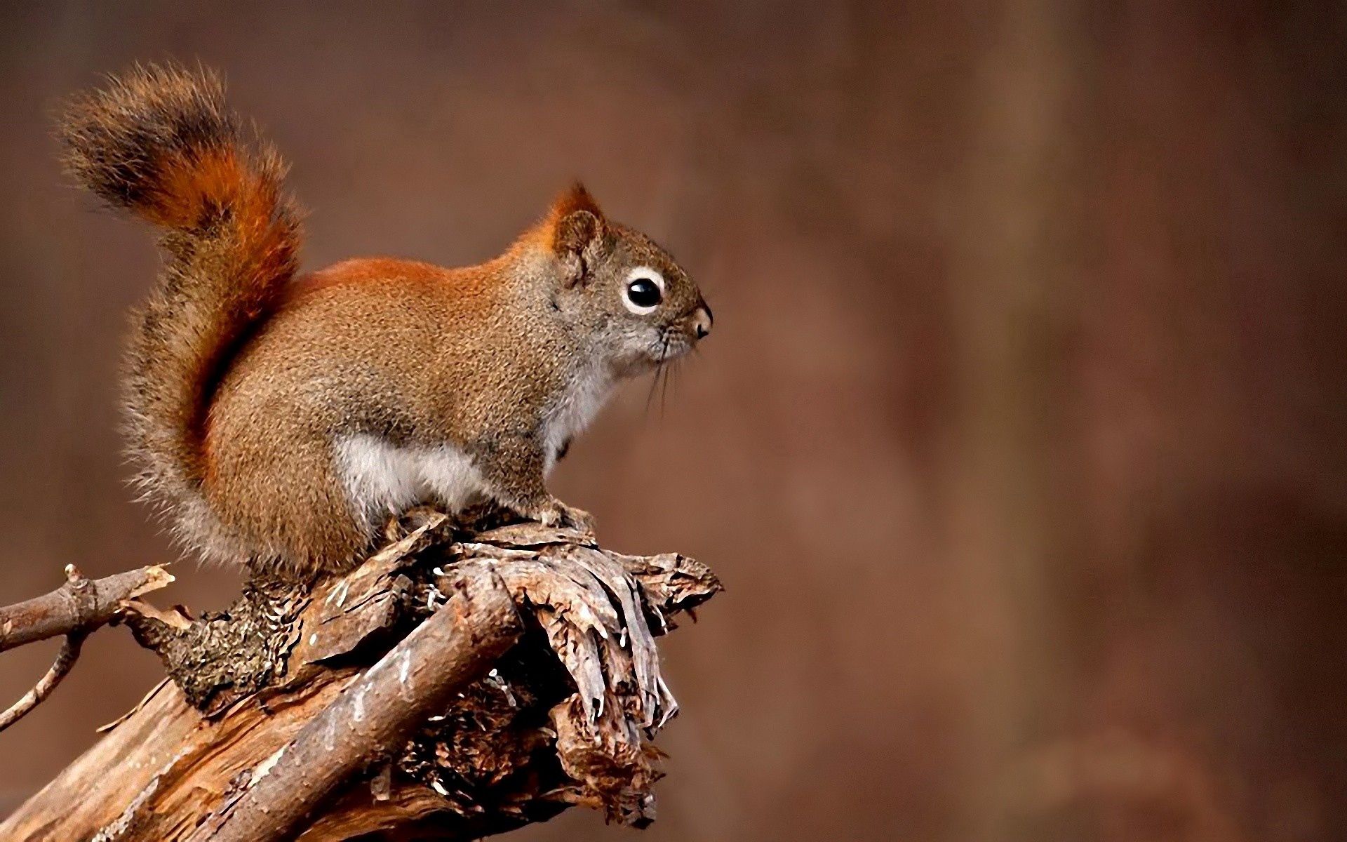 Free download wallpaper Wood, Sit, Tree, Branches, Animal, Animals, Squirrel on your PC desktop