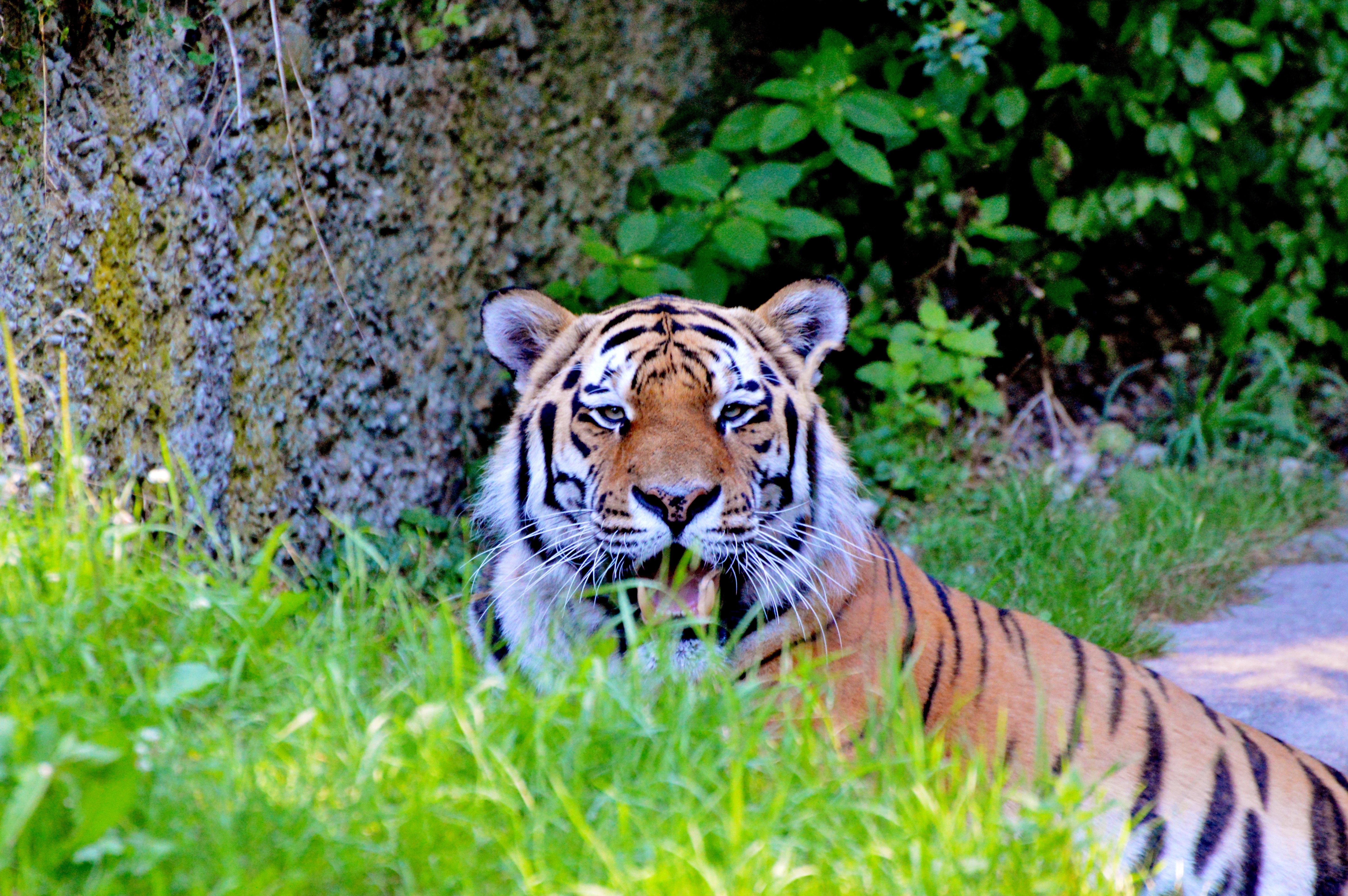 Download background big cat, animals, predator, sight, opinion, tiger