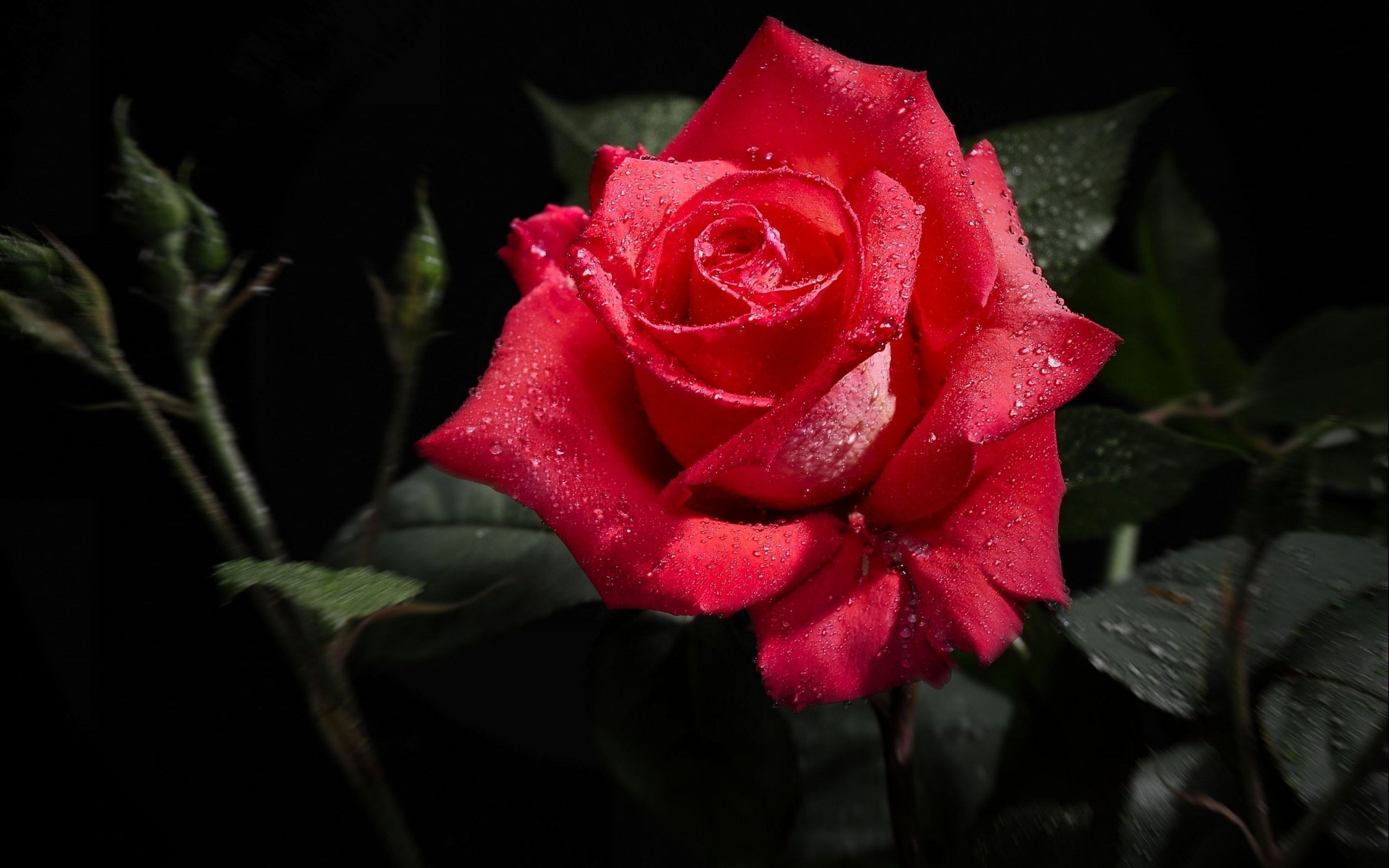 38250 скачать картинку розы, красные, цветы, растения - обои и заставки бесплатно