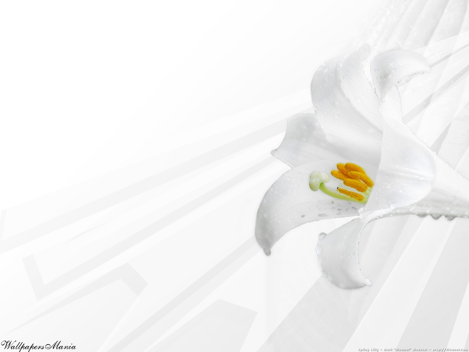 Free download wallpaper Plants, Flowers, Pictures on your PC desktop