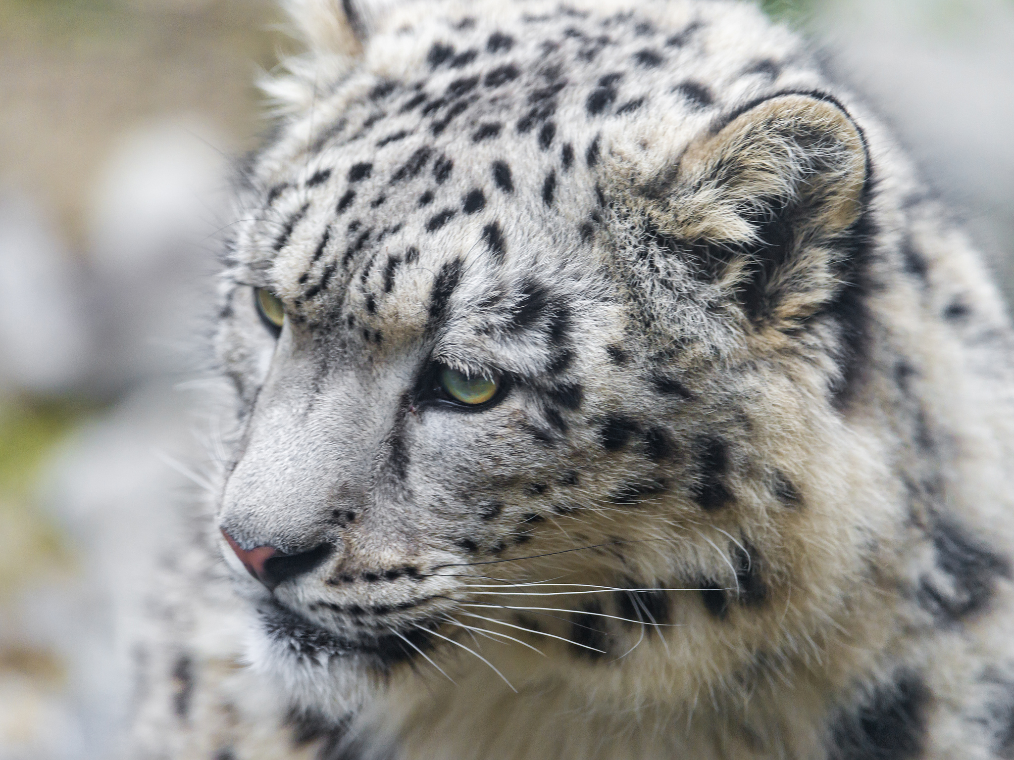 306545 descargar imagen animales, leopardo de las nieves, gatos: fondos de pantalla y protectores de pantalla gratis
