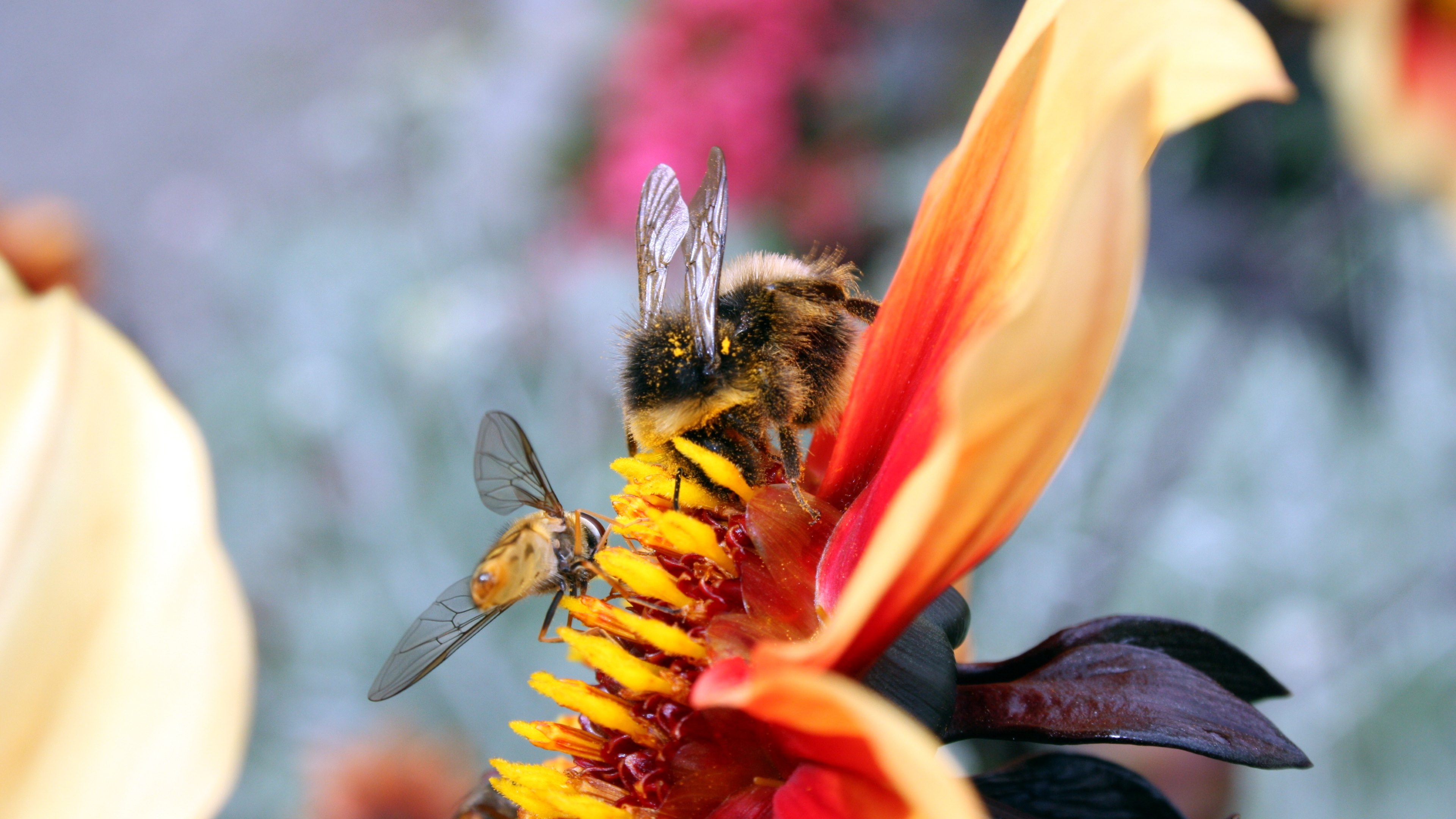 Laden Sie das Biene, Insekten, Tiere-Bild kostenlos auf Ihren PC-Desktop herunter