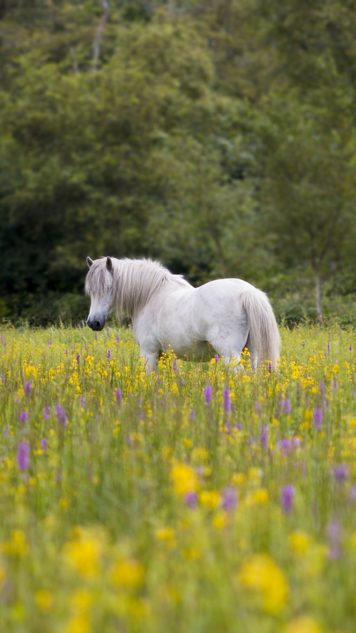 Download mobile wallpaper Flower, Animal, Horse, Meadow for free.