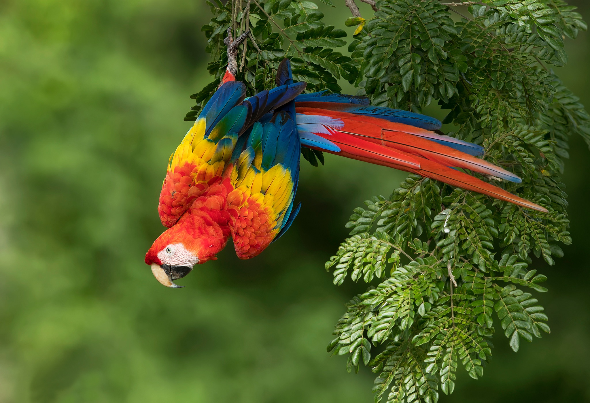 Laden Sie das Tiere, Vögel, Vogel, Ara, Hellroter Ara-Bild kostenlos auf Ihren PC-Desktop herunter