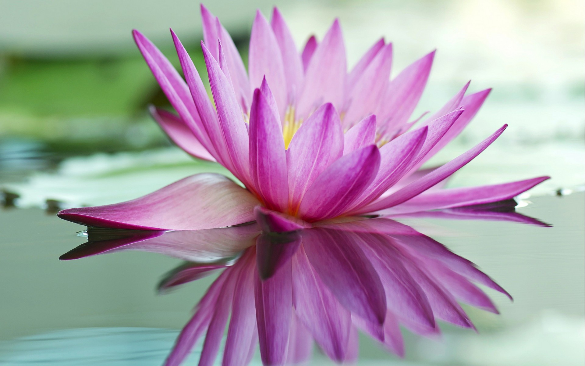 Download mobile wallpaper Lotus, Flowers, Earth for free.