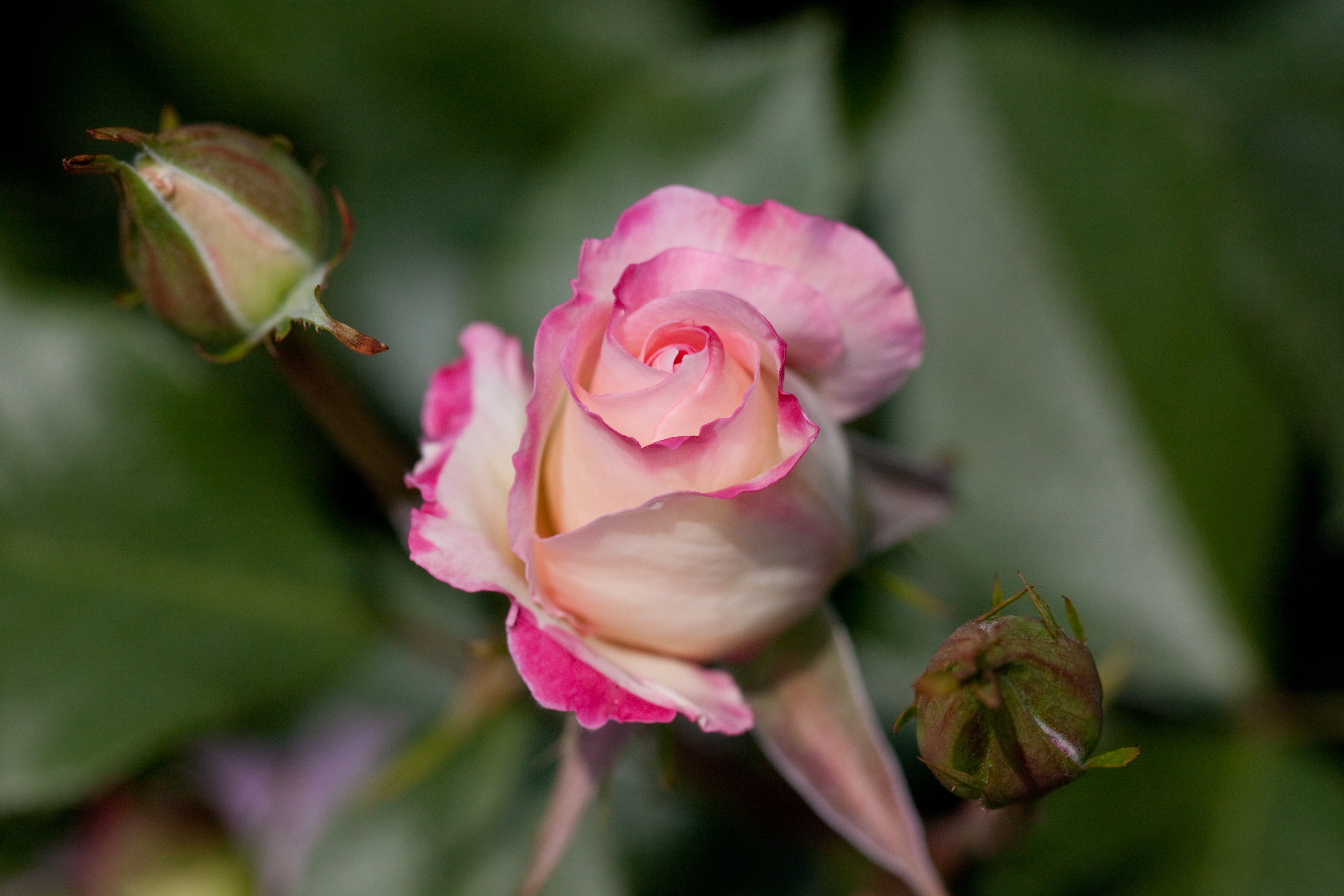 Handy-Wallpaper Blumen, Rose, Erde/natur kostenlos herunterladen.