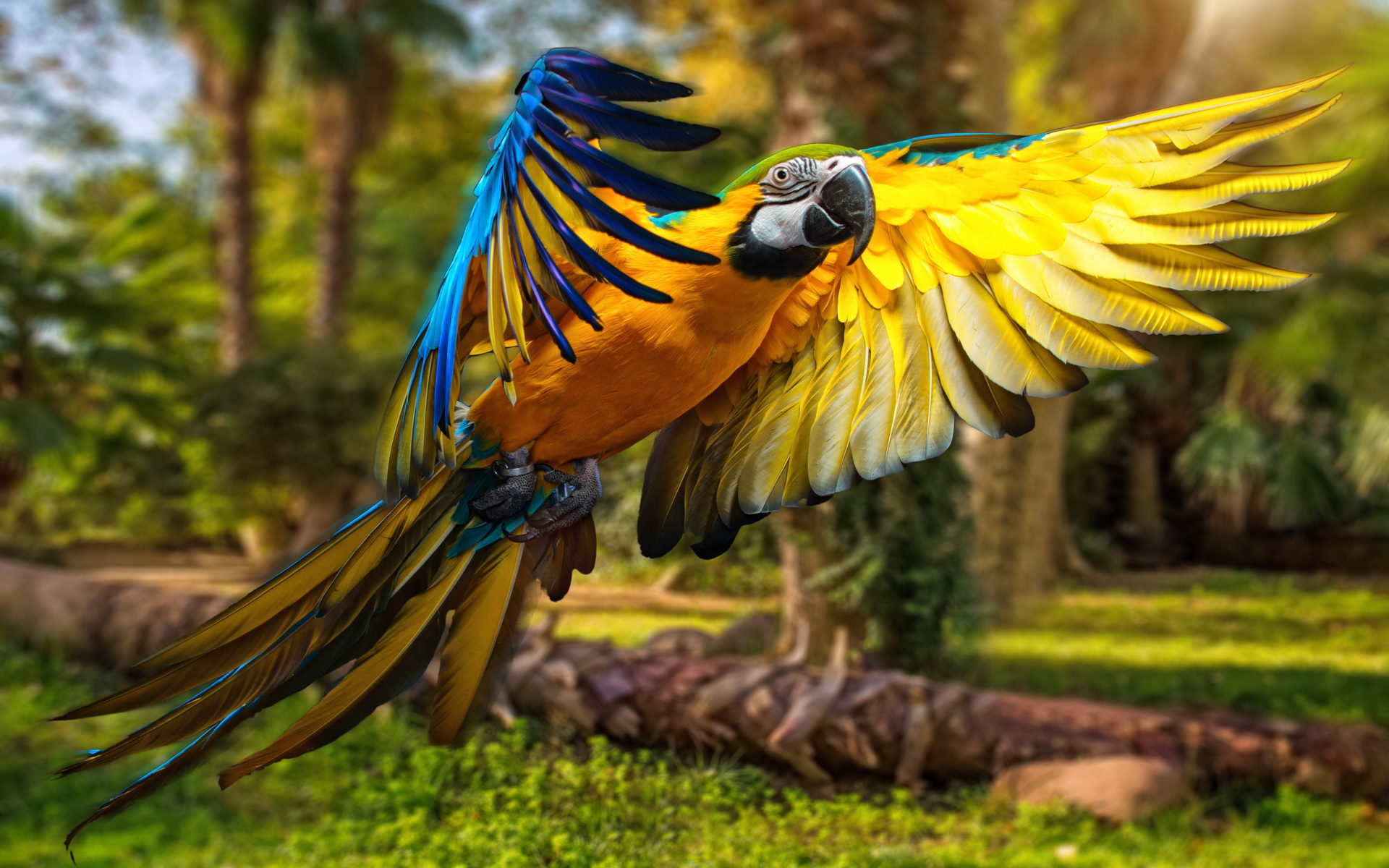 Descarga gratis la imagen Animales, Pájaro, Guacamayo, Guacamayo Azul Y Amarillo en el escritorio de tu PC