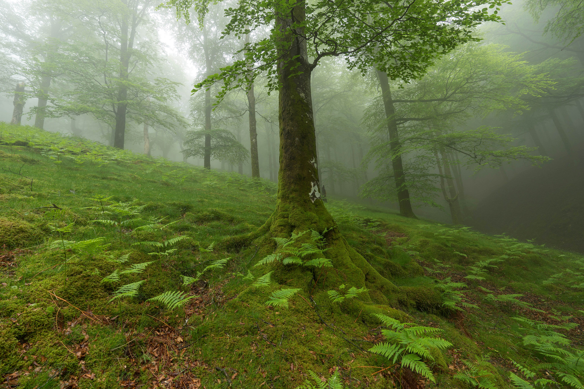 Download mobile wallpaper Nature, Fern, Forest, Tree, Fog, Earth, Moss for free.