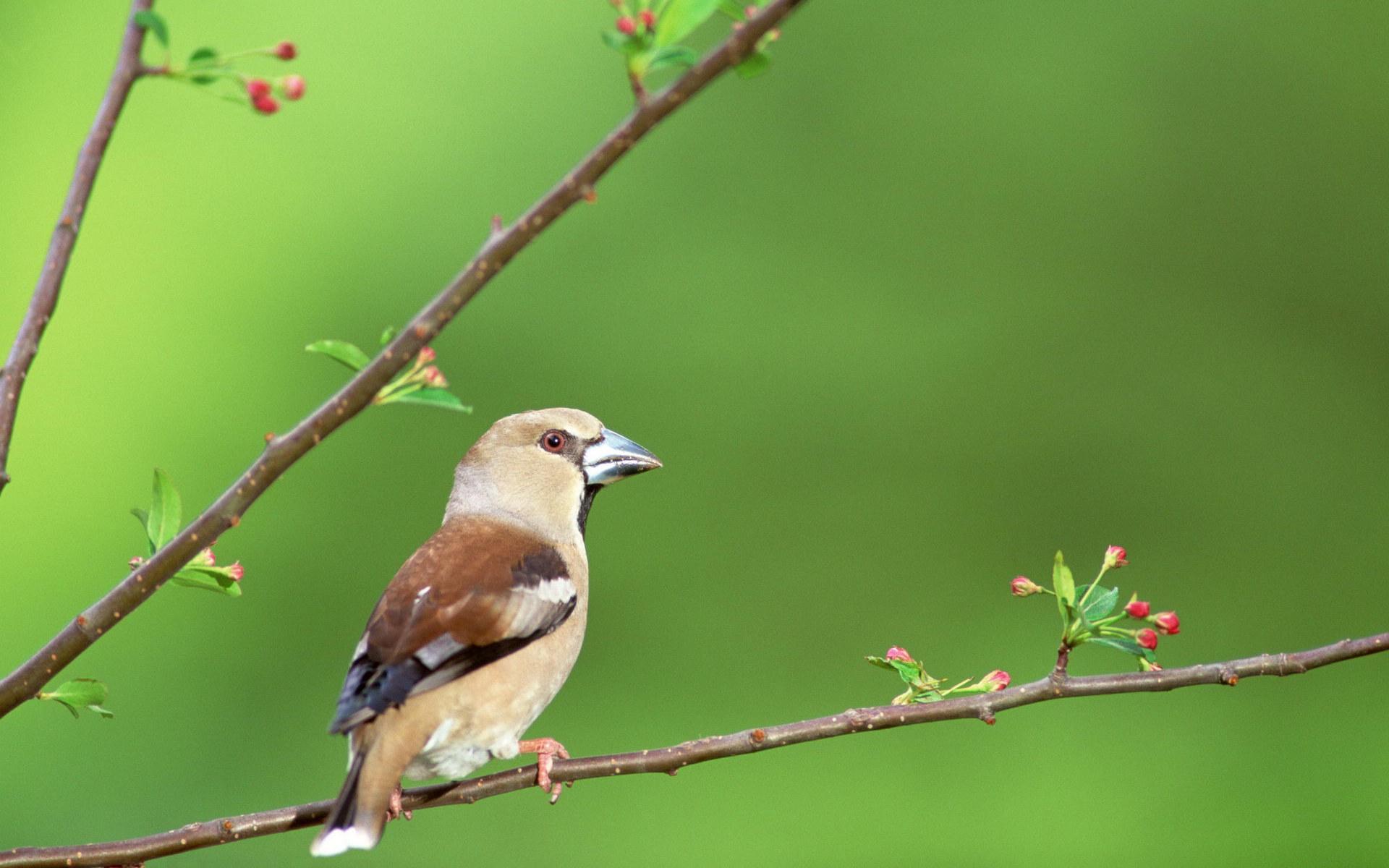 Baixar papel de parede para celular de Animais, Aves, Pássaro gratuito.