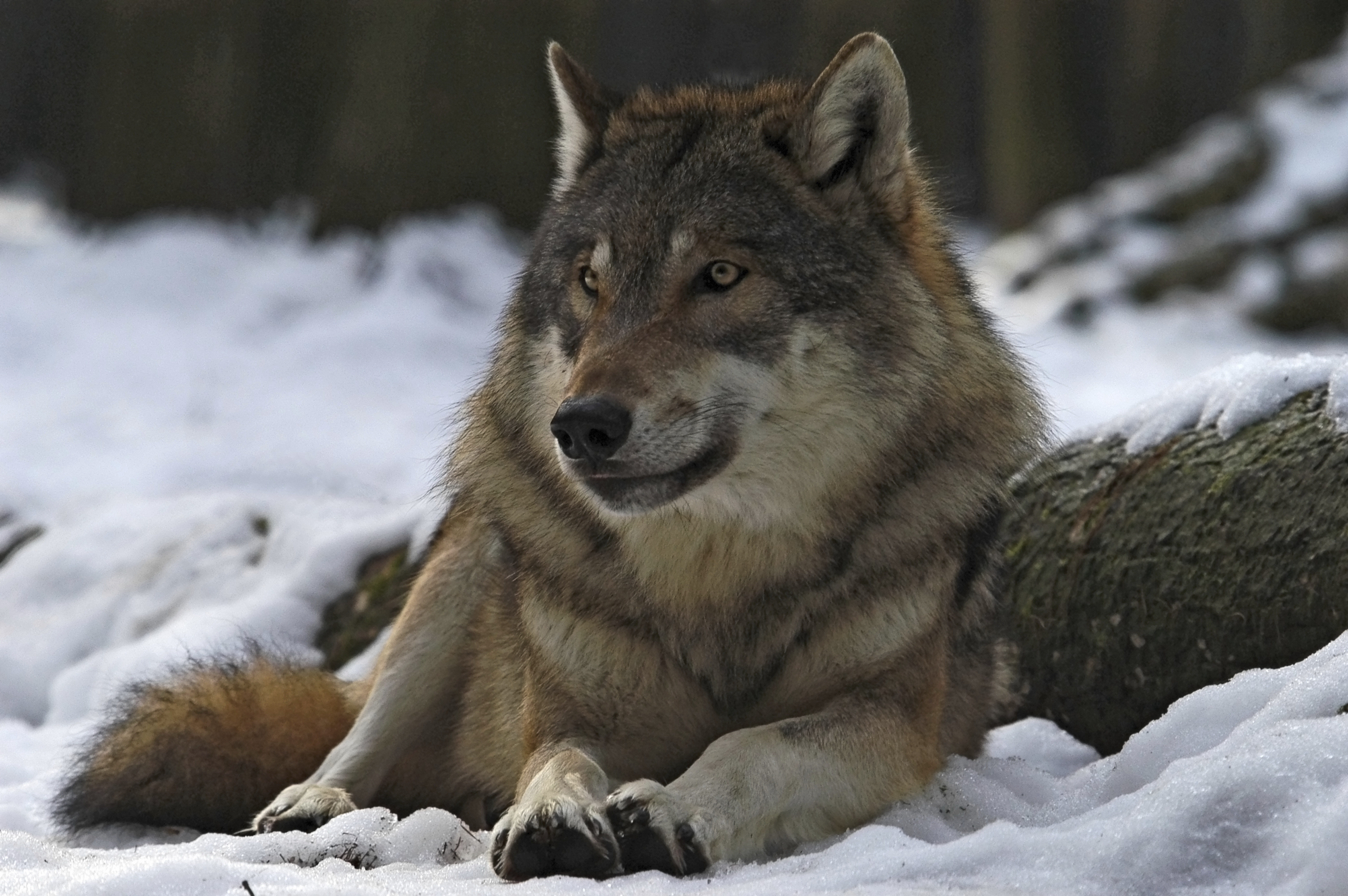 99484 скачать обои лес, волк, вожак, животные, зима, самец - заставки и картинки бесплатно