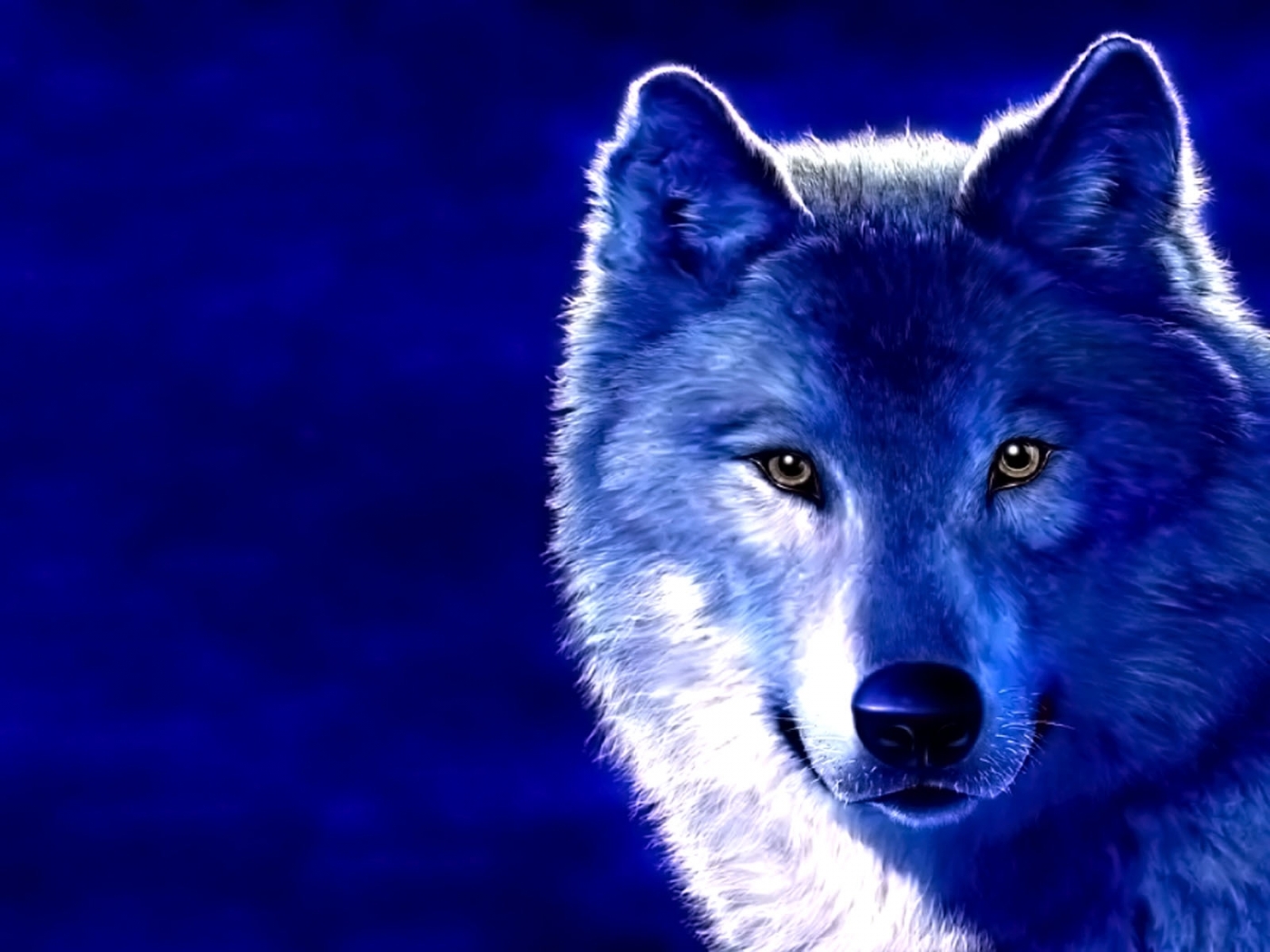 wolfs, animals, blue QHD