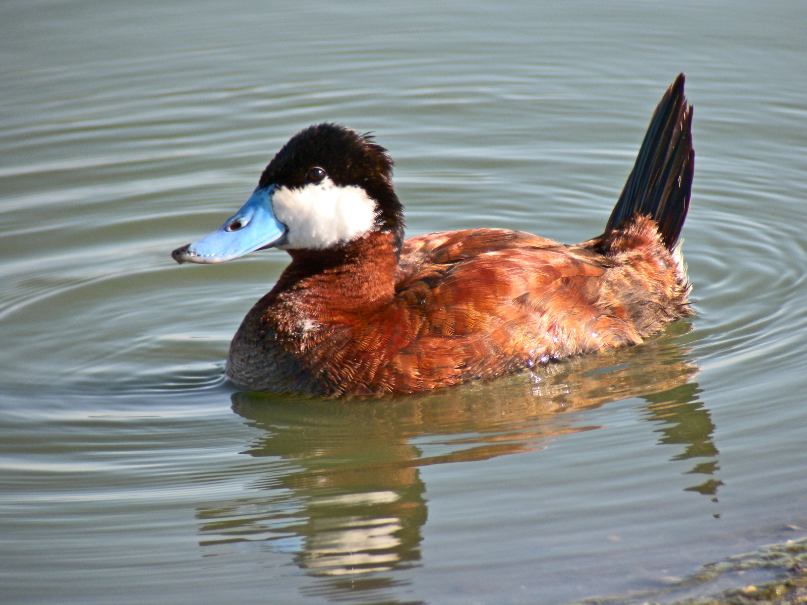 Téléchargez gratuitement l'image Animaux, Oiseau, Canard, Des Oiseaux sur le bureau de votre PC