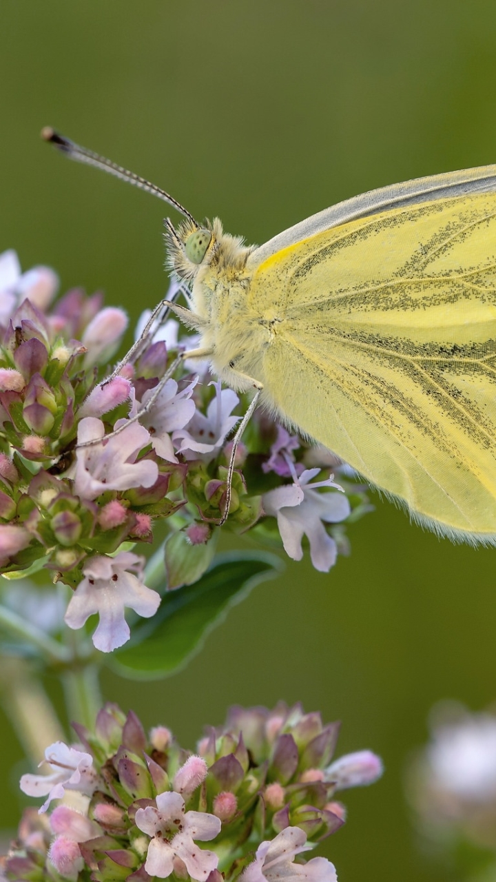 Download mobile wallpaper Flower, Macro, Insect, Butterfly, Animal for free.