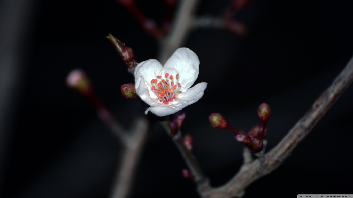 Descarga gratuita de fondo de pantalla para móvil de Florecer, Flores, Flor, Tierra/naturaleza.