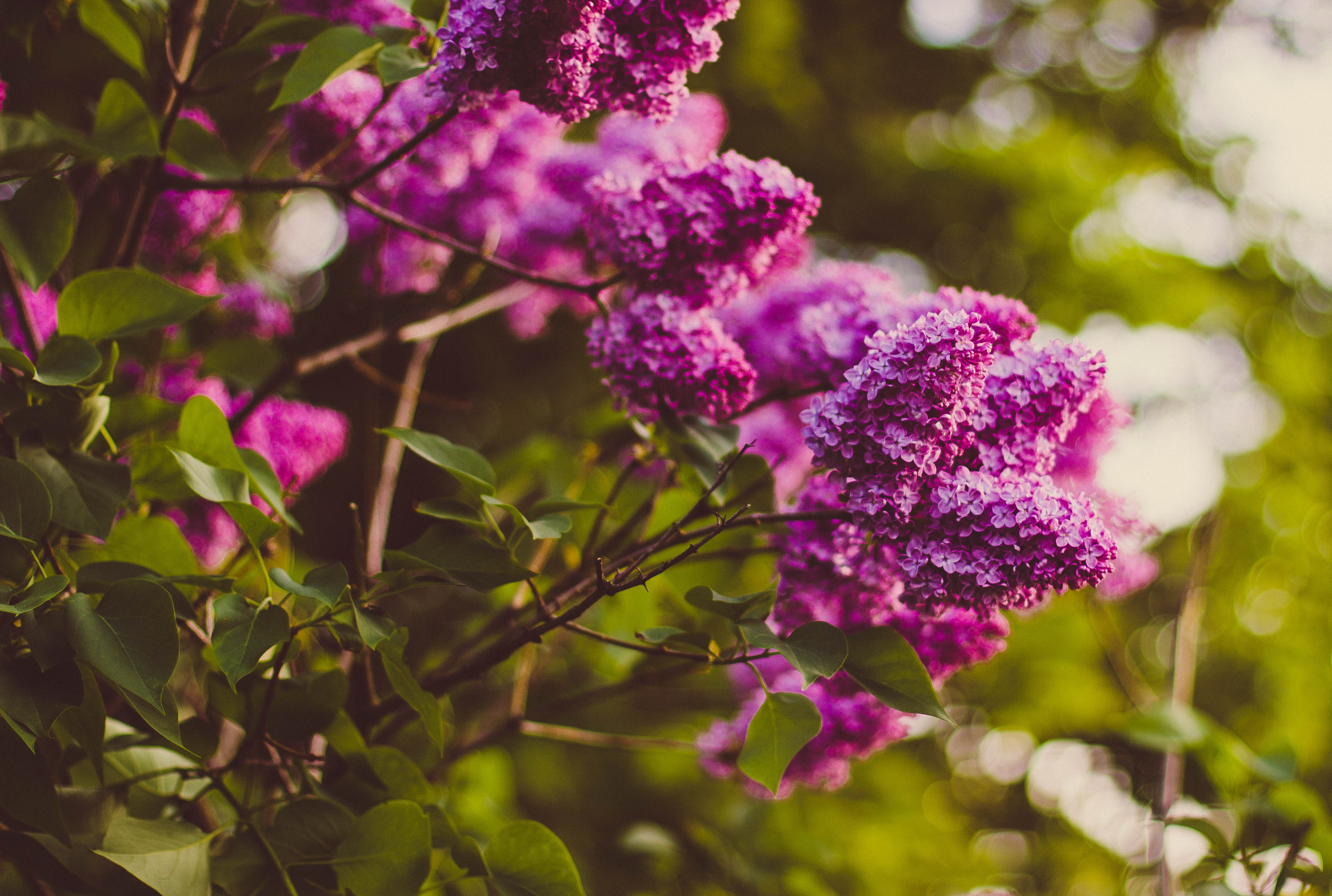 Handy-Wallpaper Natur, Blumen, Blume, Bokeh, Erde/natur, Pinke Blume kostenlos herunterladen.