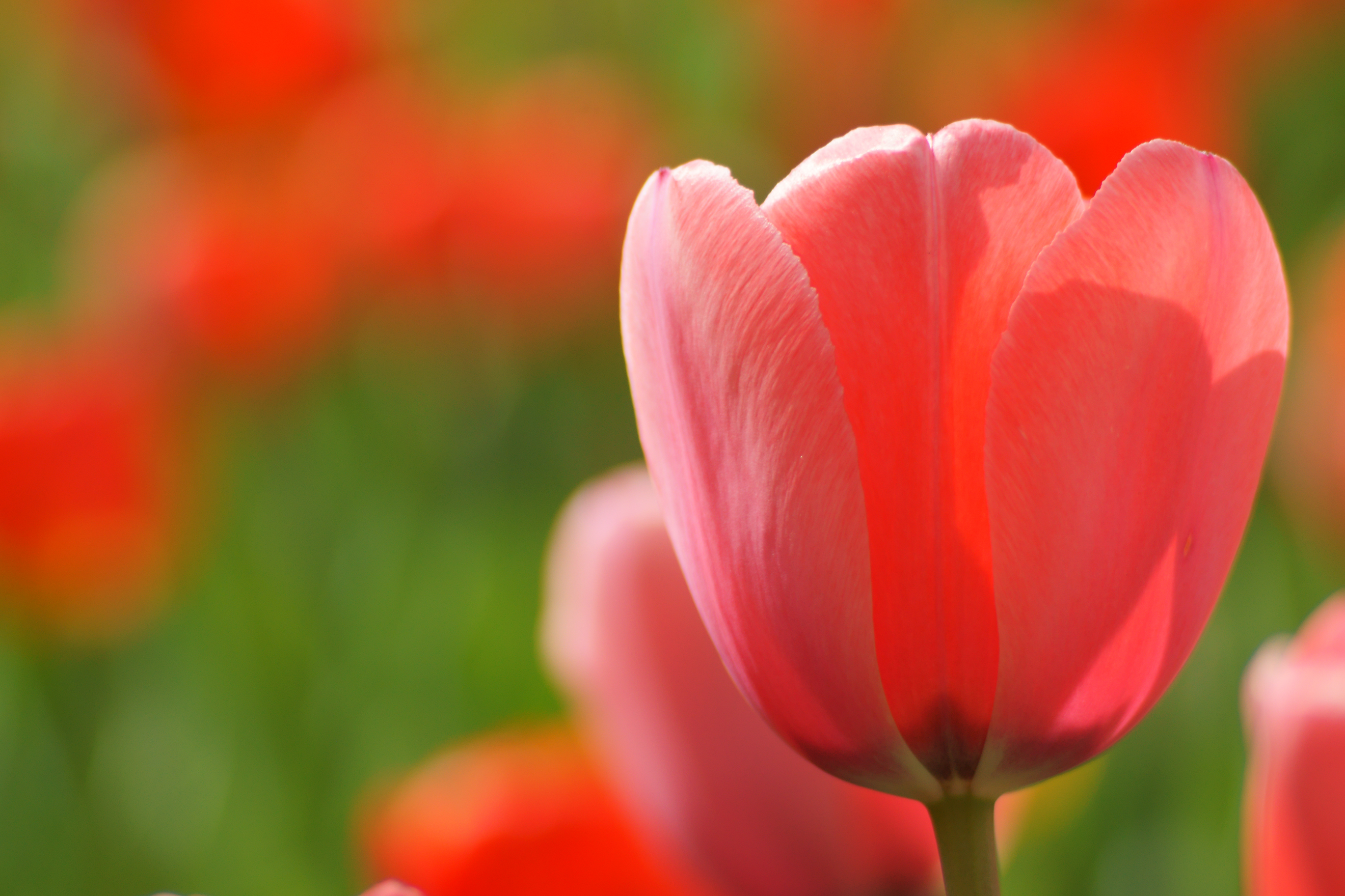 Download mobile wallpaper Tulip, Flowers, Earth for free.