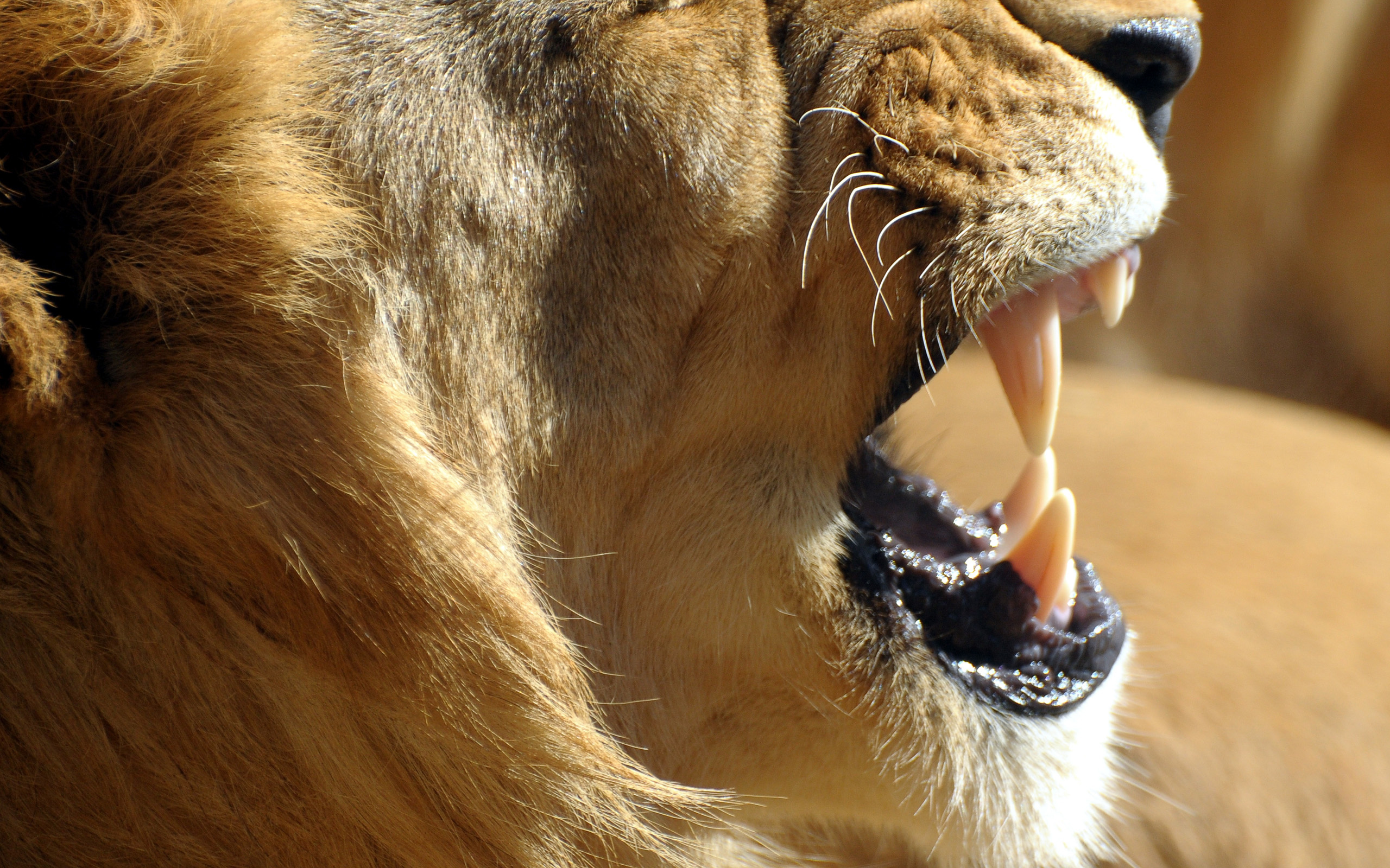 Téléchargez des papiers peints mobile Animaux, Chats, Lion gratuitement.